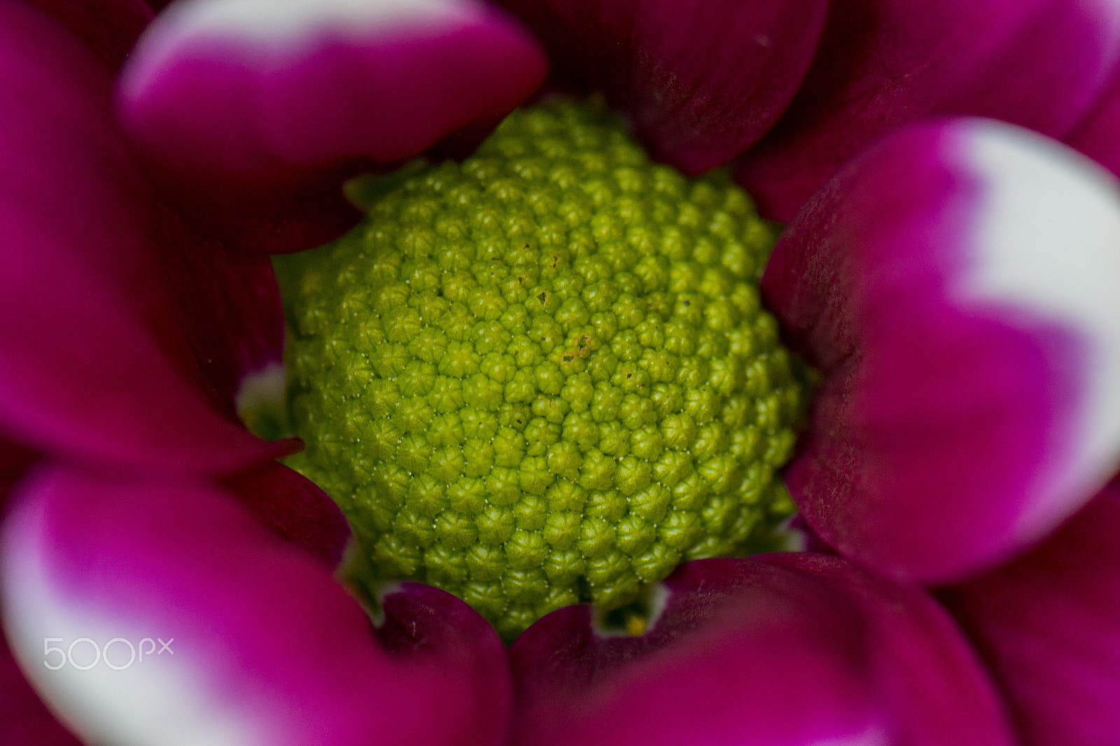 Nikon AF-S DX Micro-Nikkor 85mm F3.5G ED VR sample photo. Cauli-flower photography