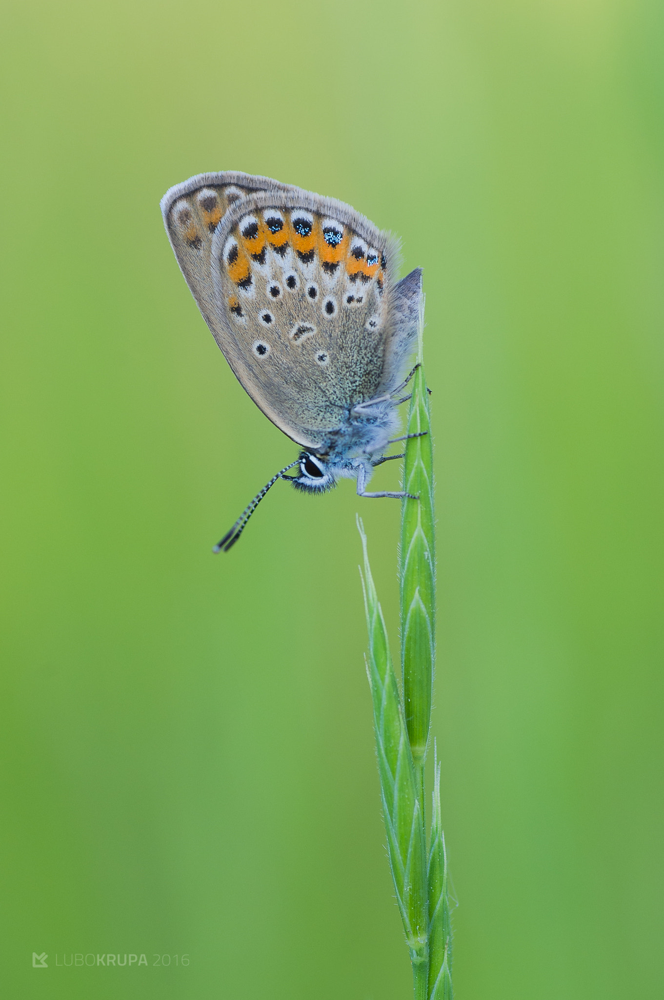 Pentax K-r + Tamron SP AF 90mm F2.8 Di Macro sample photo. Plebejus argus photography