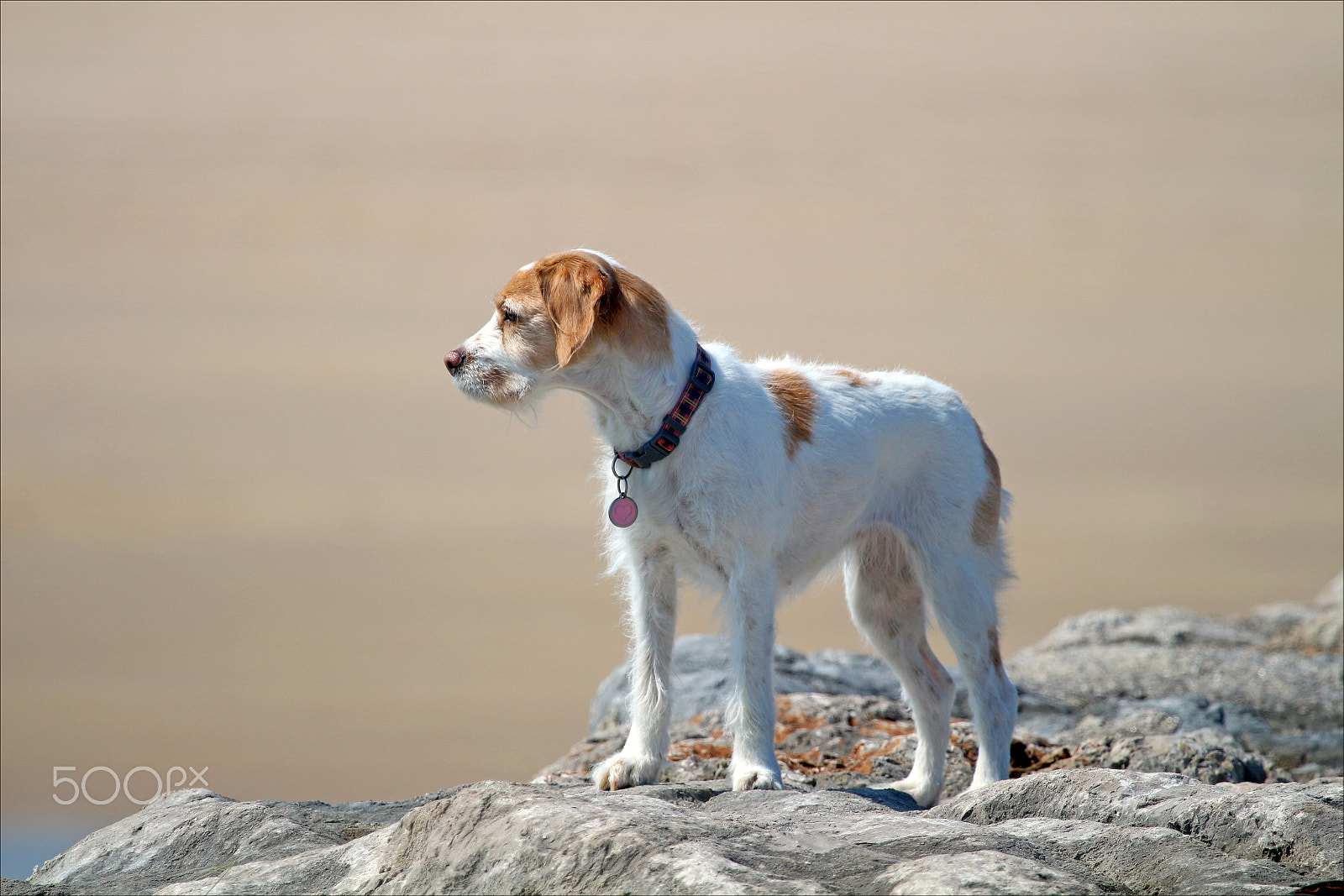 Canon EF 100-400mm F4.5-5.6L IS USM sample photo. Perro photography