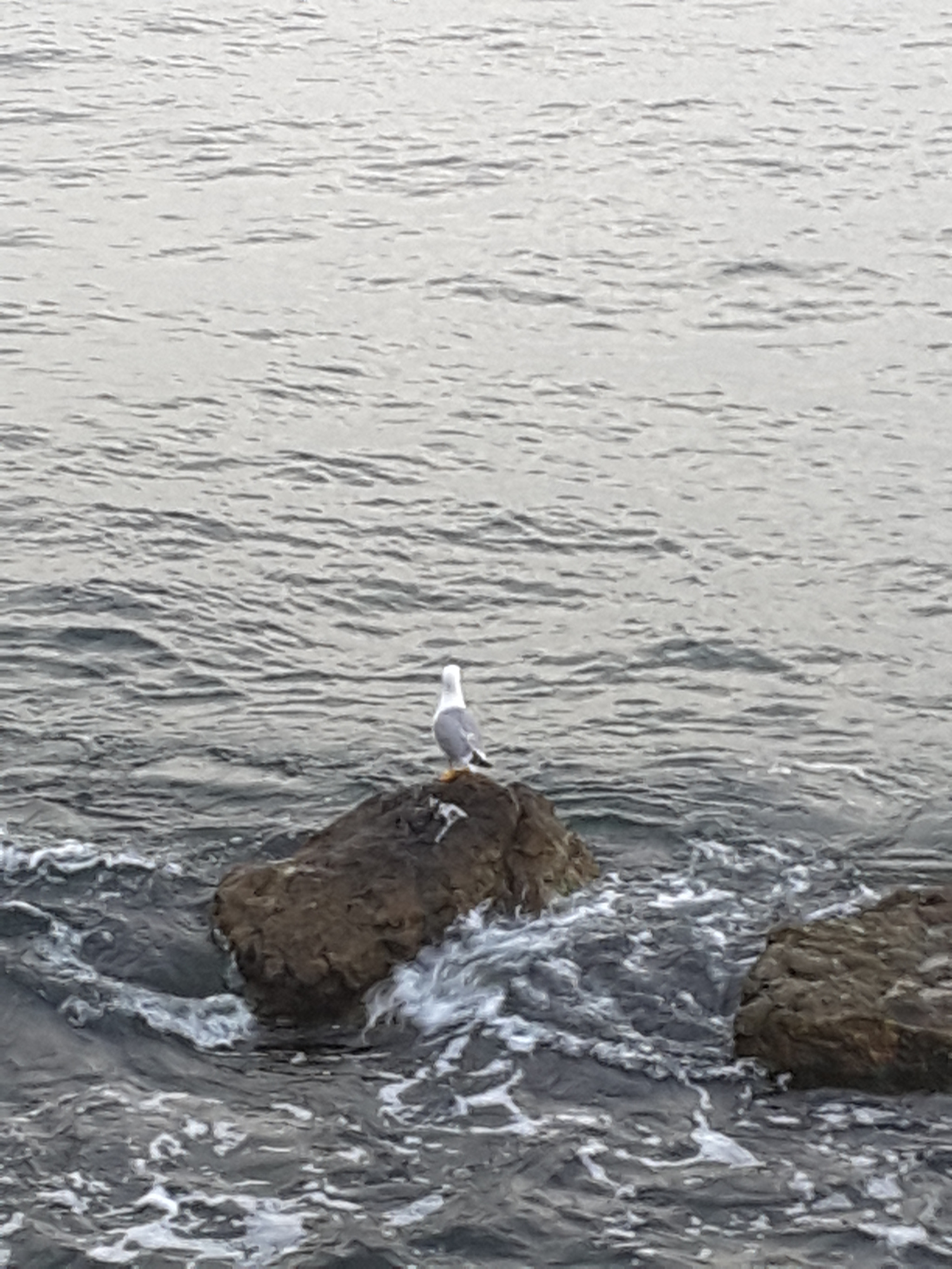 Samsung Galaxy Tab S2 8.0 sample photo. The bird  photography