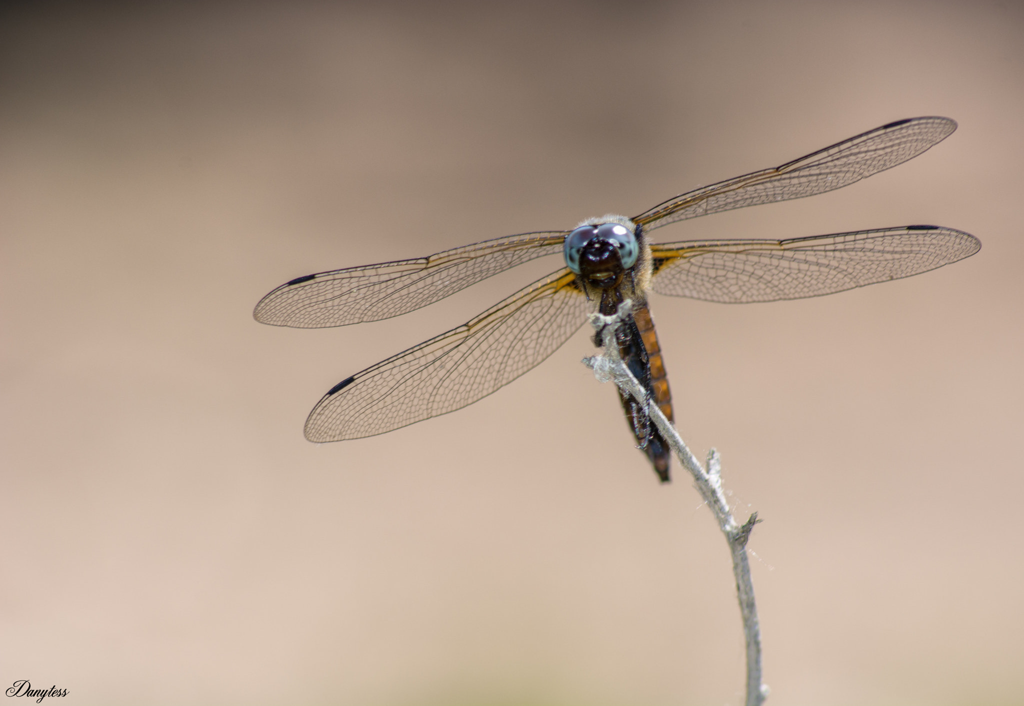 AF Nikkor 70-210mm f/4-5.6 sample photo. Dragonfly photography