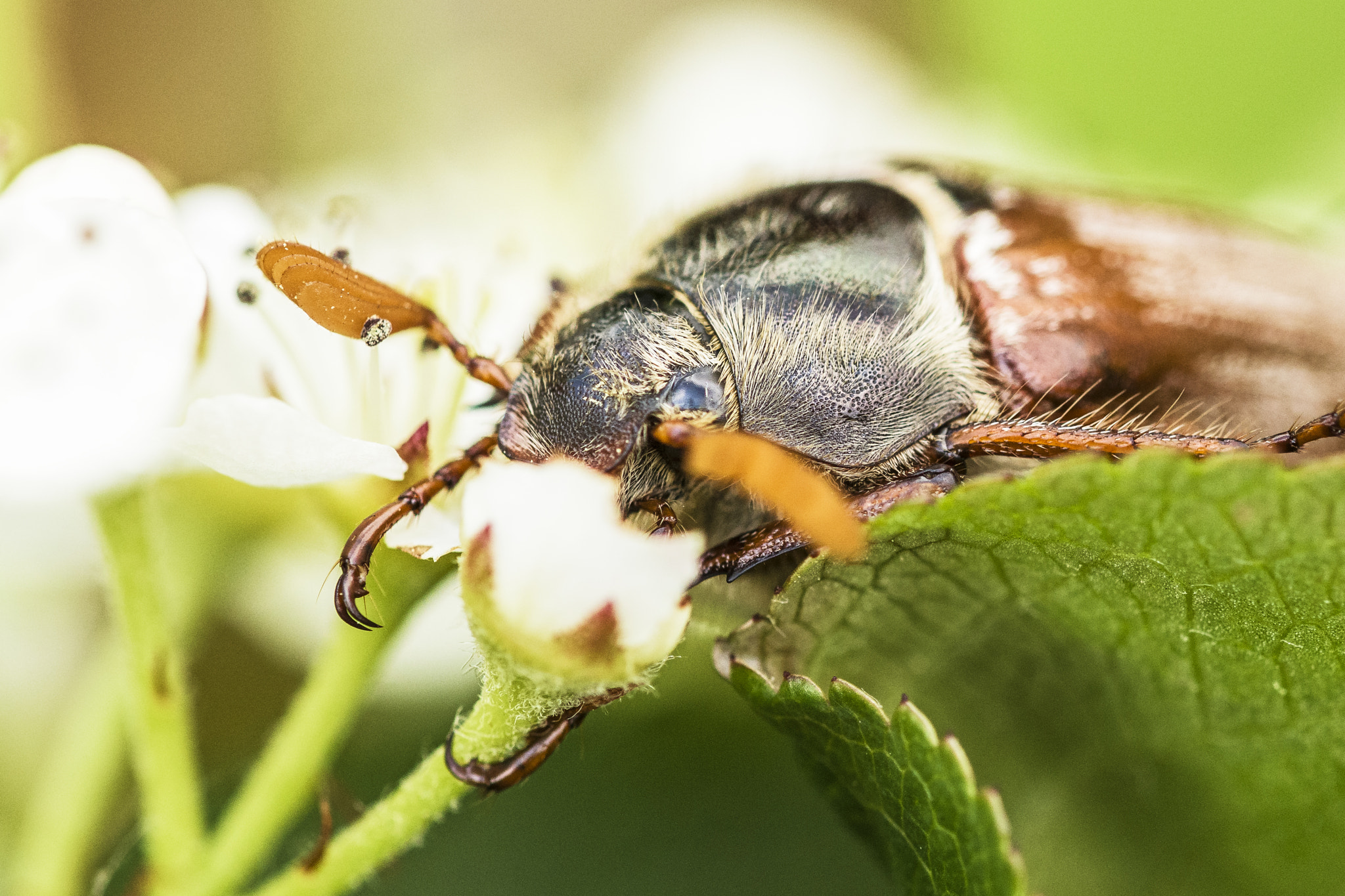 Nikon D810 + Nikon AF Micro-Nikkor 200mm F4D ED-IF sample photo. Common cockchafer photography