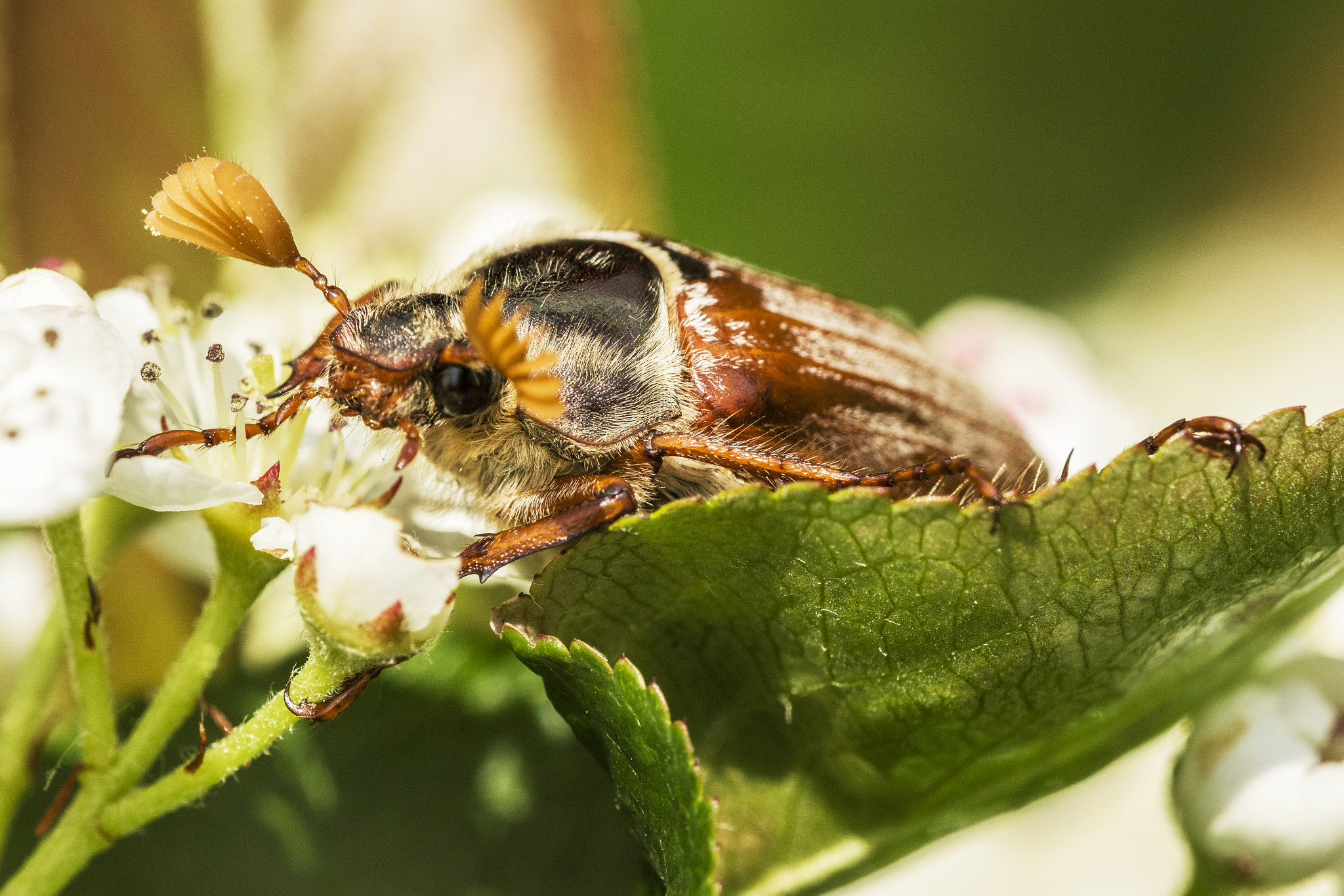 Nikon D810 + Nikon AF Micro-Nikkor 200mm F4D ED-IF sample photo. Common cockchafer photography