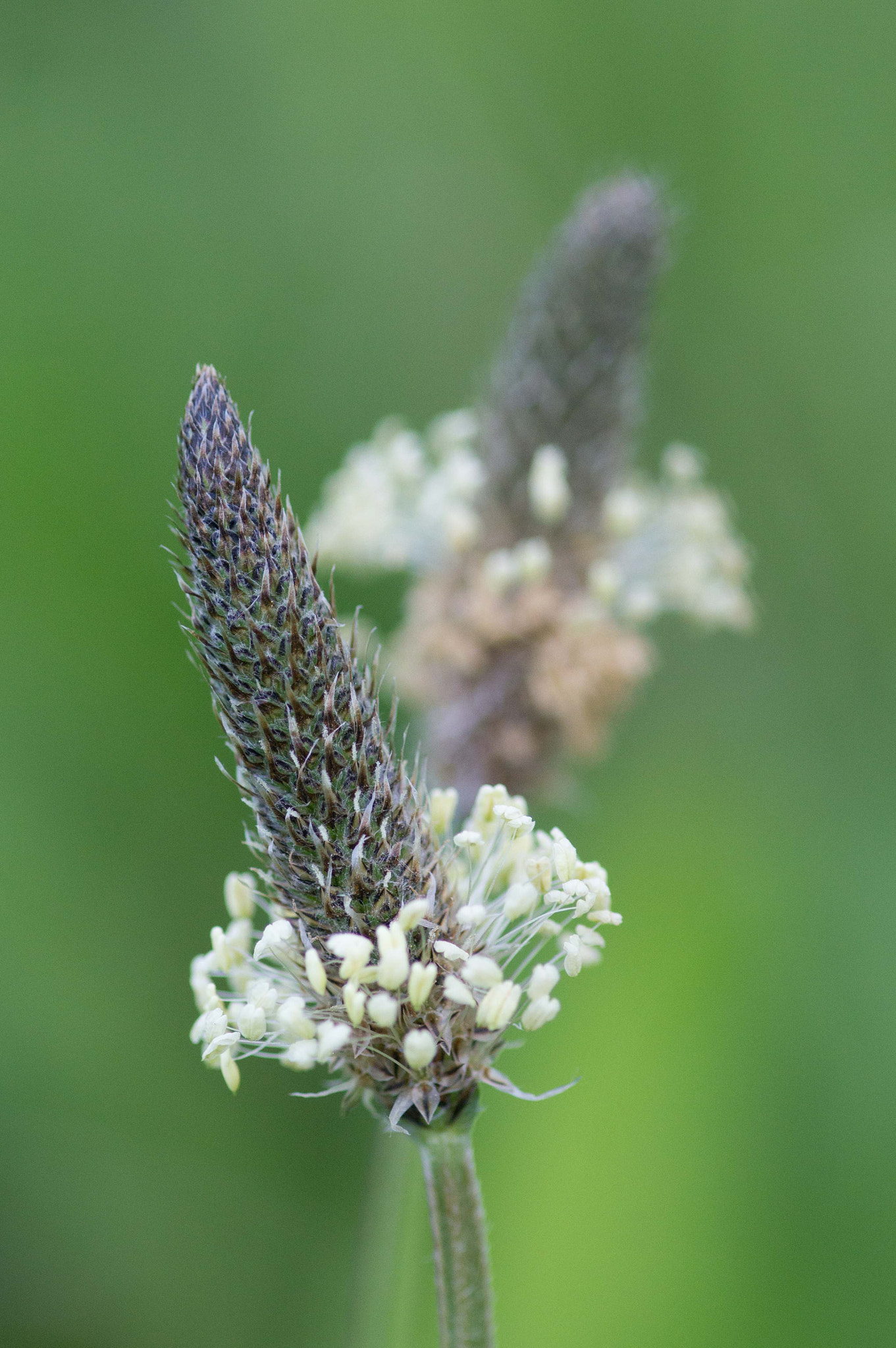 Sony SLT-A55 (SLT-A55V) + Minolta AF 100mm F2.8 Macro [New] sample photo. Gauche ou droite ? photography