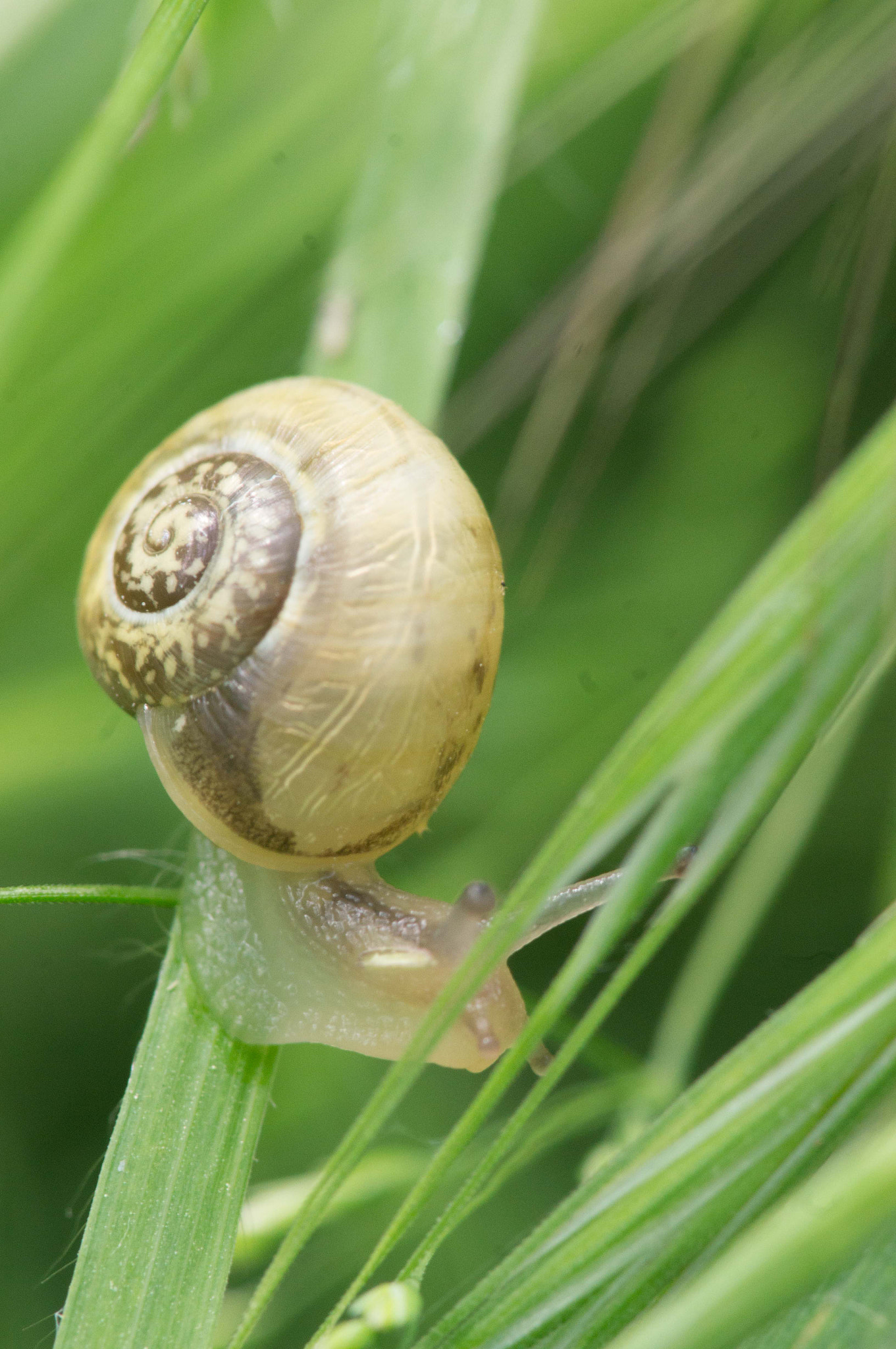 Sony SLT-A55 (SLT-A55V) + Minolta AF 100mm F2.8 Macro [New] sample photo. Bête pas floue #4 photography