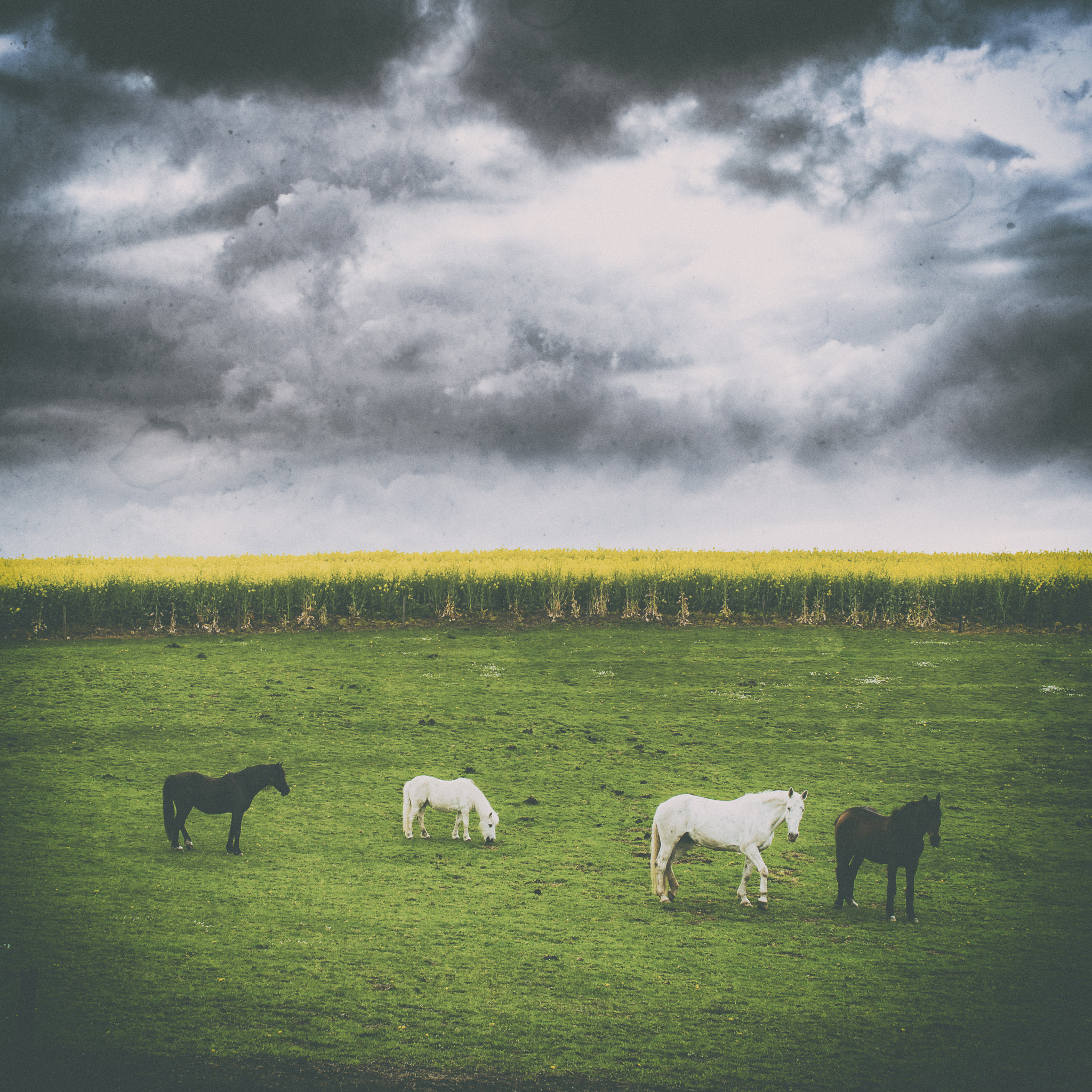 Nikon D5100 + Sigma 30mm F1.4 EX DC HSM sample photo. Horses under a stormy sky photography