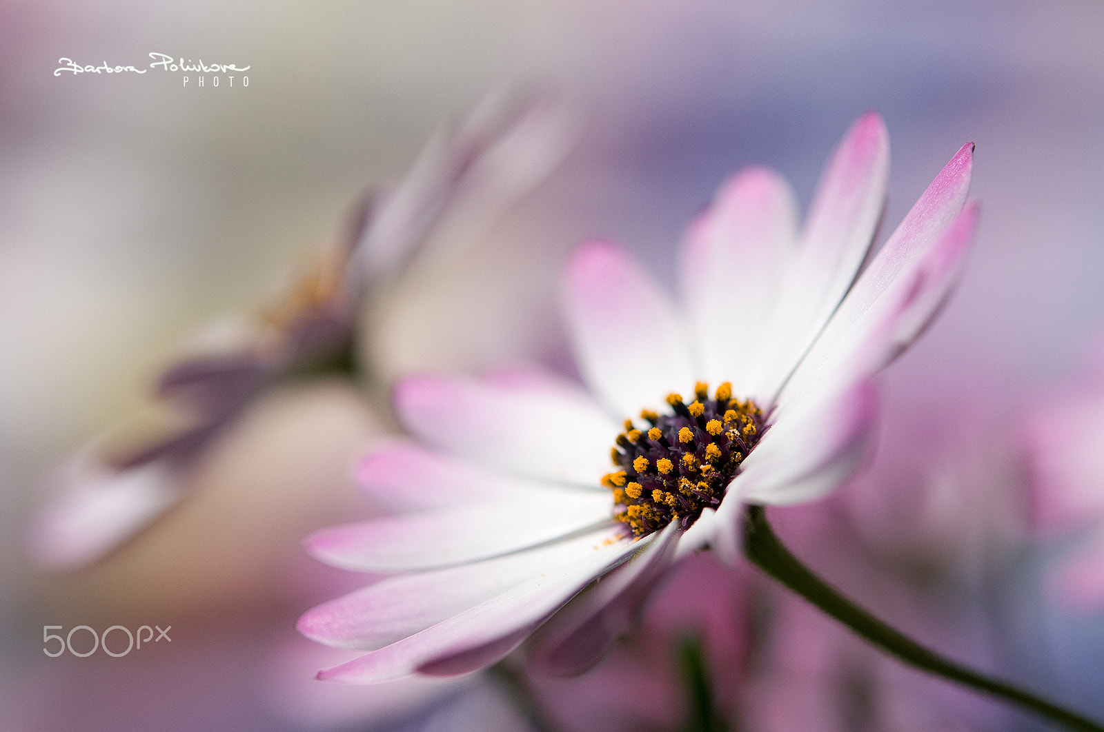 Nikon AF-S Micro-Nikkor 60mm F2.8G ED sample photo. Together photography