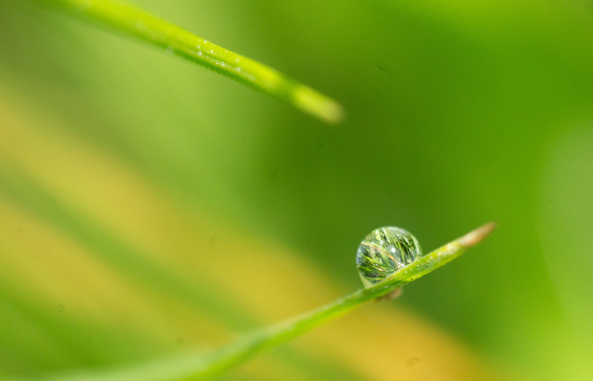 Sony SLT-A55 (SLT-A55V) + Minolta AF 100mm F2.8 Macro [New] sample photo. Miroir photography