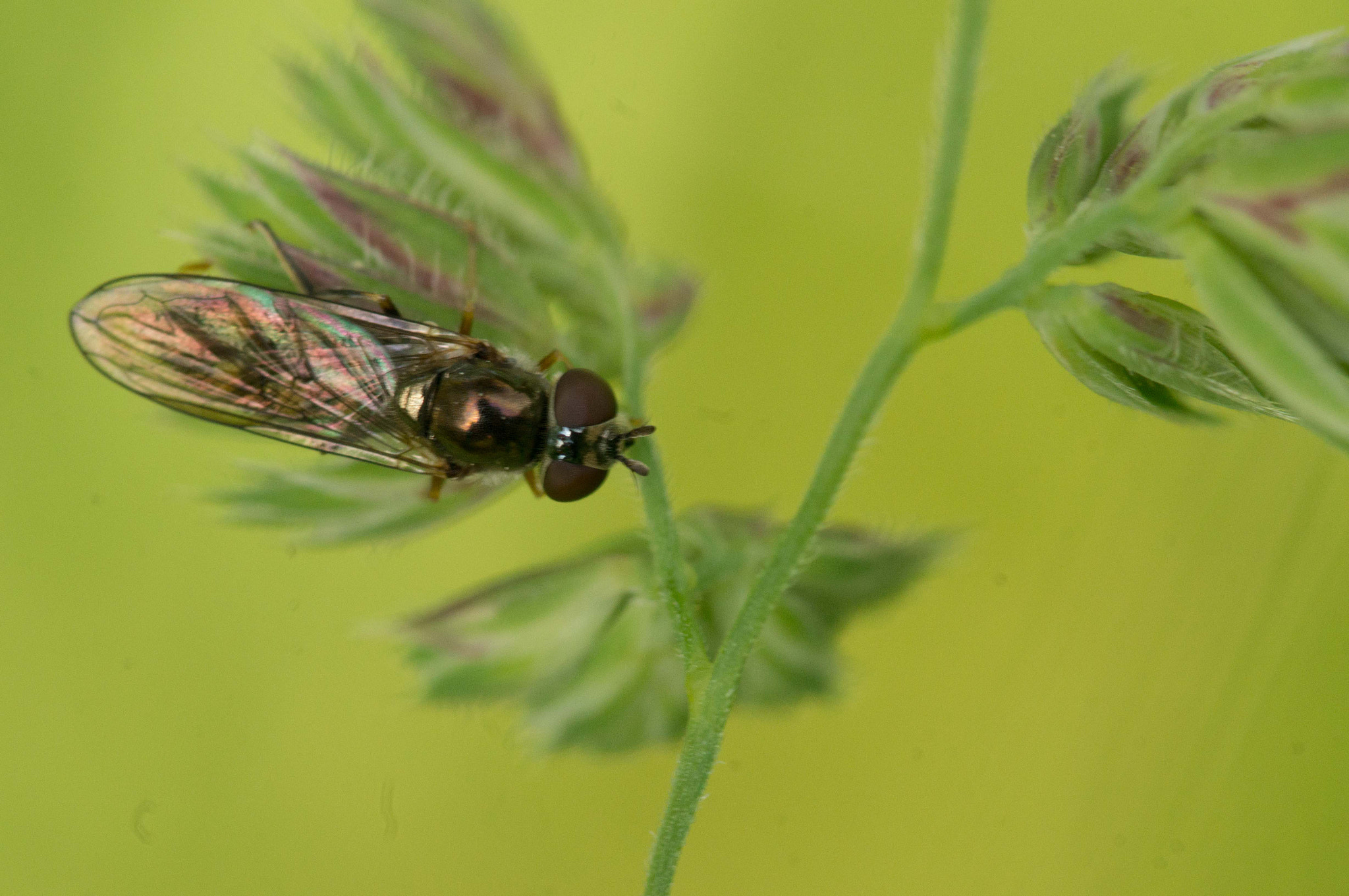 Sony SLT-A55 (SLT-A55V) + Minolta AF 100mm F2.8 Macro [New] sample photo. Bête pas floue #2 photography