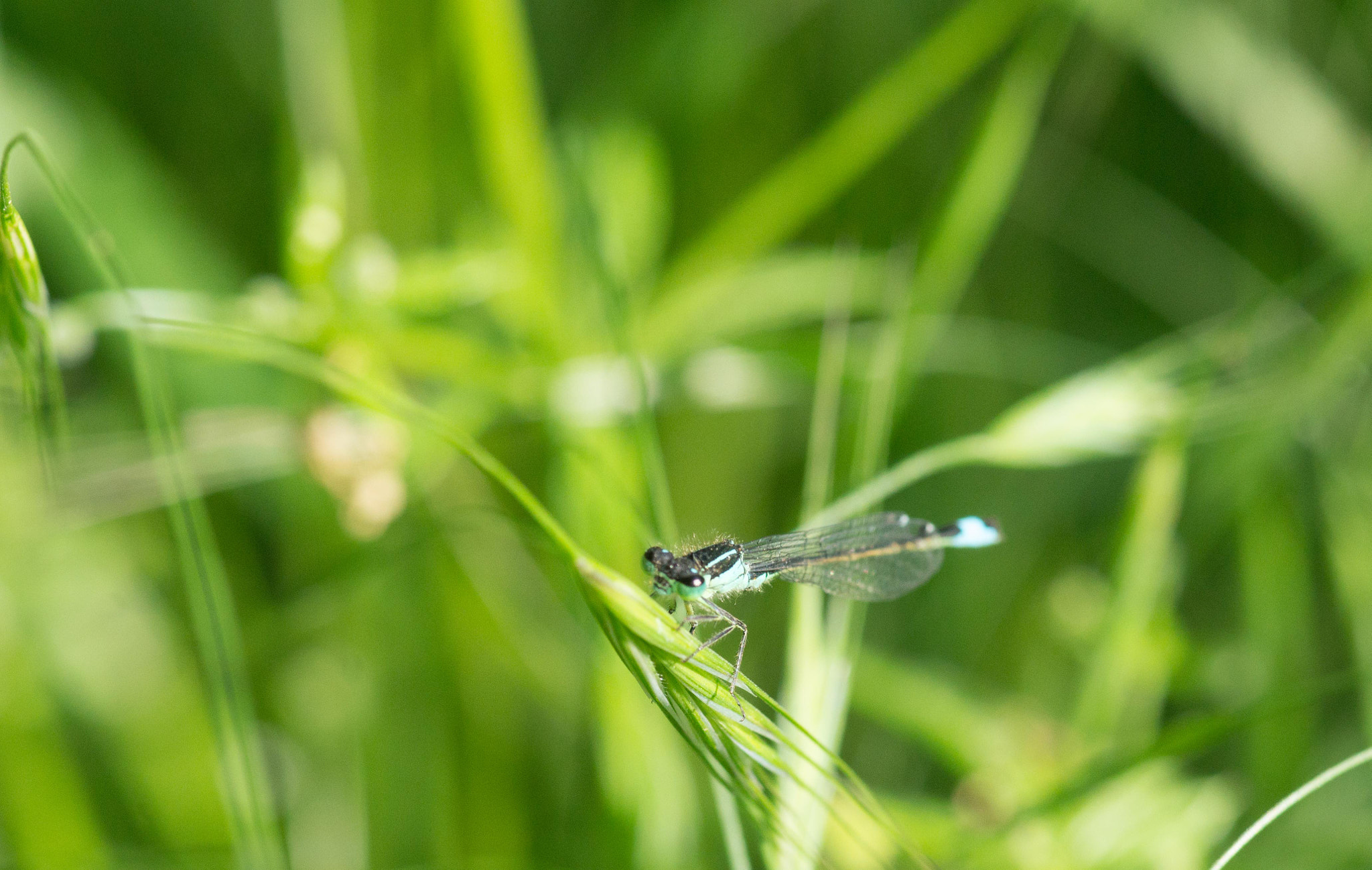 Sony SLT-A55 (SLT-A55V) + Minolta AF 100mm F2.8 Macro [New] sample photo. Bestiole pas floue #1 photography