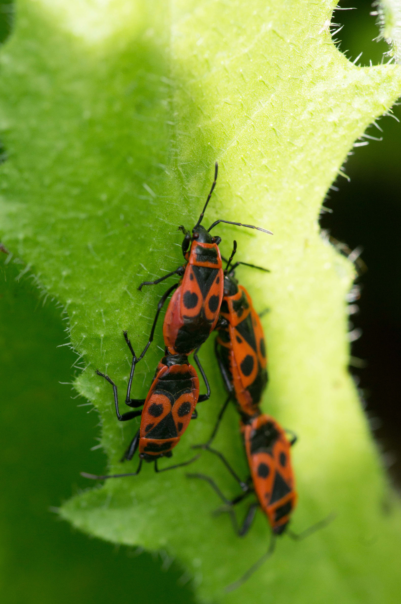 Sony SLT-A55 (SLT-A55V) + Minolta AF 100mm F2.8 Macro [New] sample photo. Pouah photography