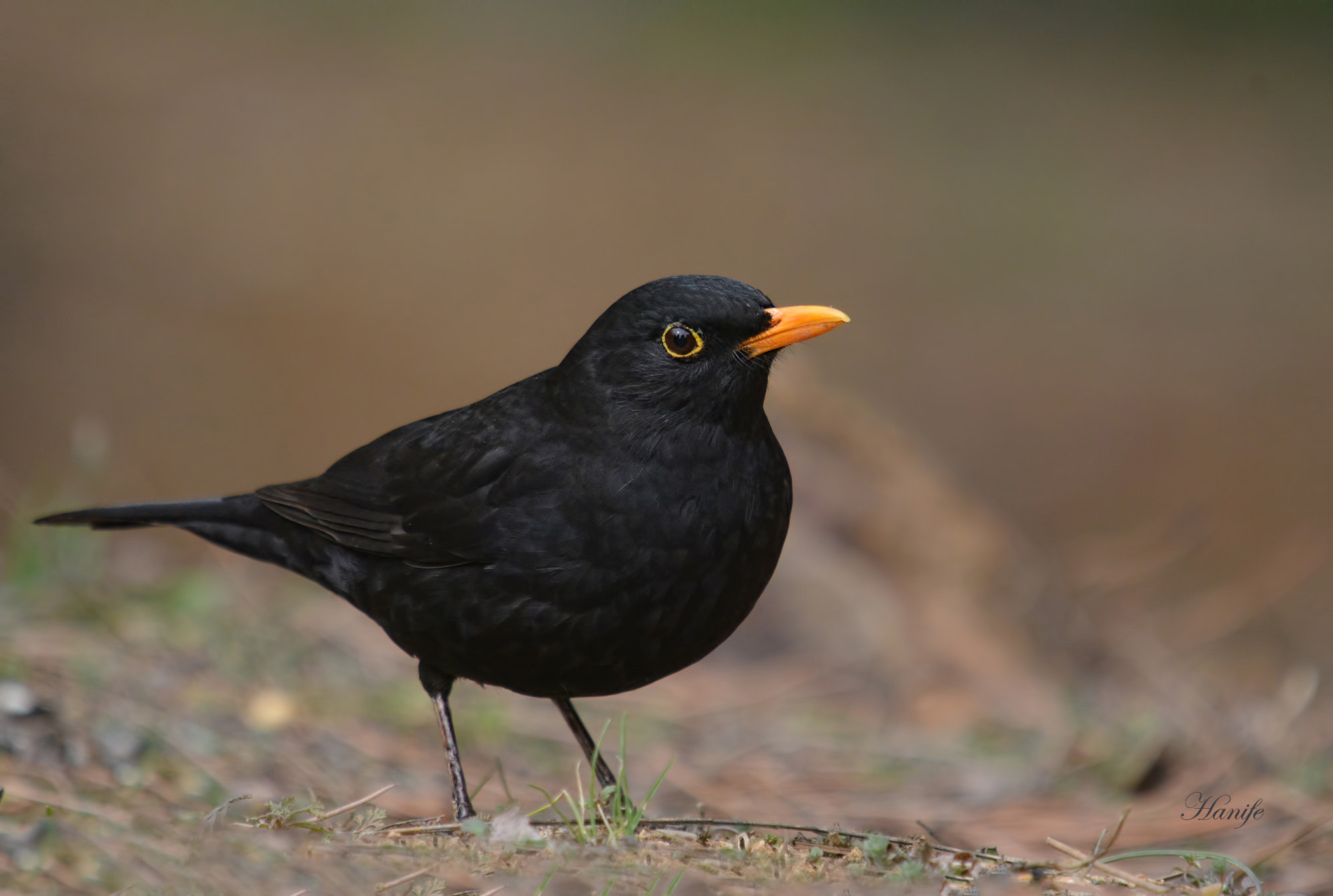 Sigma 50-500mm F4-6.3 EX APO RF HSM sample photo. Karatavuk (common blackbird, turdus merula) photography