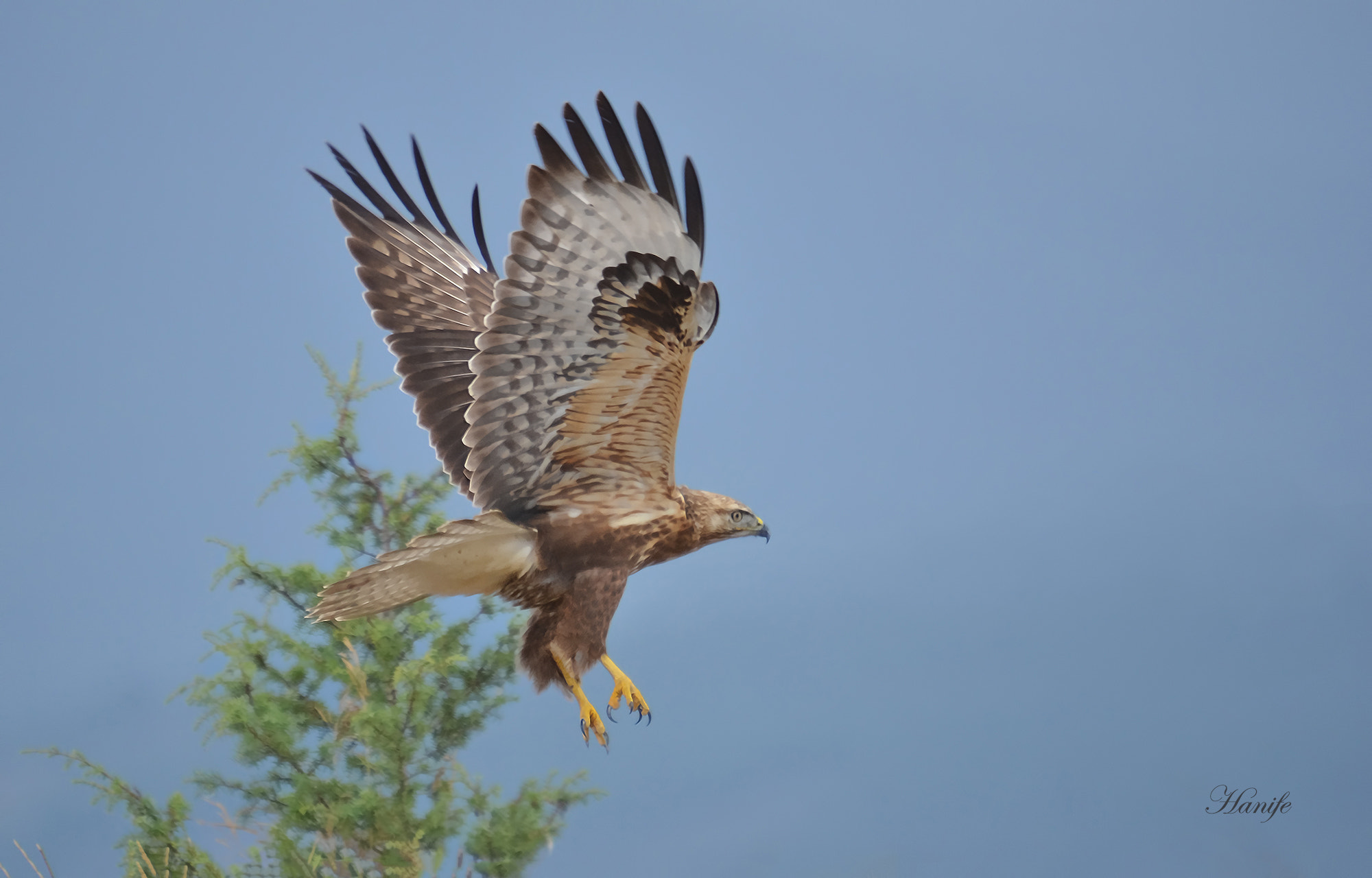 Sigma 50-500mm F4-6.3 EX APO RF HSM sample photo. Kızıl şahin (long-legged buzzard, buteo rufinus) photography