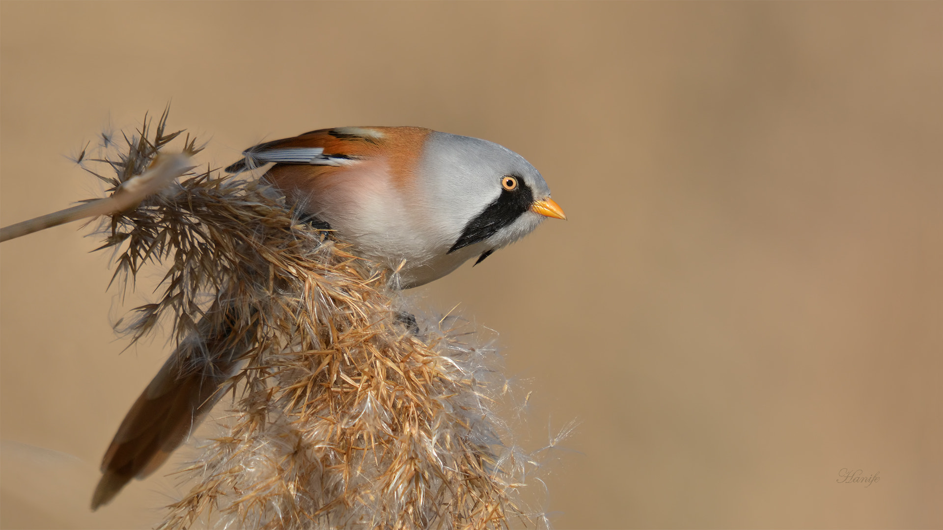 Sigma 50-500mm F4-6.3 EX APO RF HSM sample photo. Bıyıklı baştankara (bearded reedling, panurus biarmicus) photography