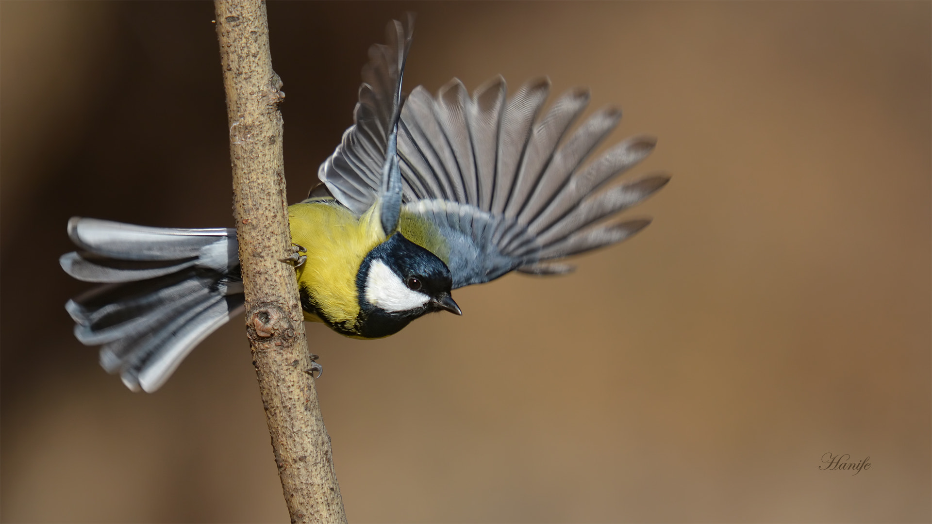 Sigma 50-500mm F4-6.3 EX APO RF HSM sample photo. Büyük baştankara ( great tit, parus major) photography