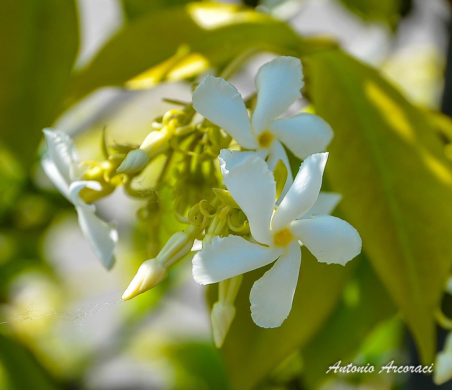 Nikon D4 sample photo. Scent og jasmine photography
