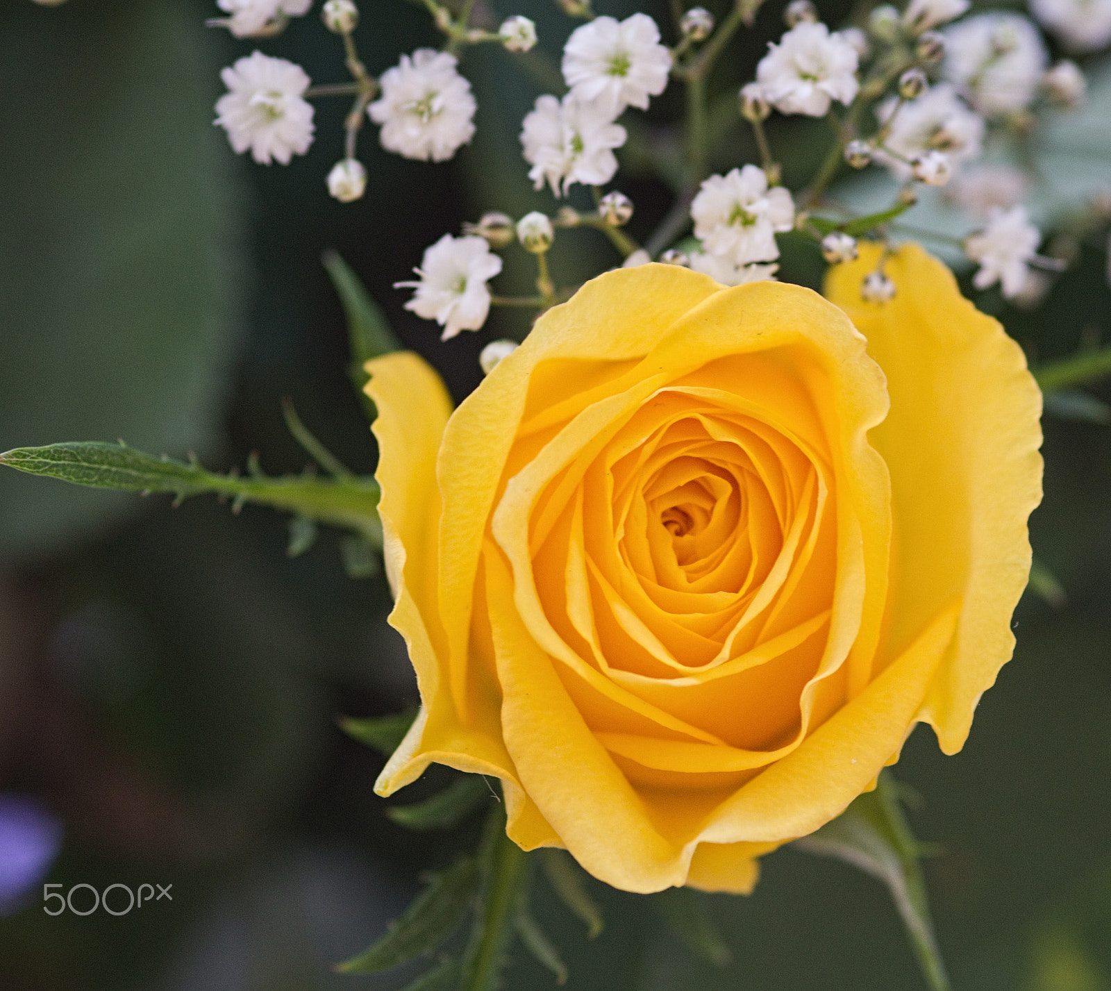 Sony SLT-A77 + Sigma 30mm F1.4 EX DC HSM sample photo. Yellow rose bloom photography