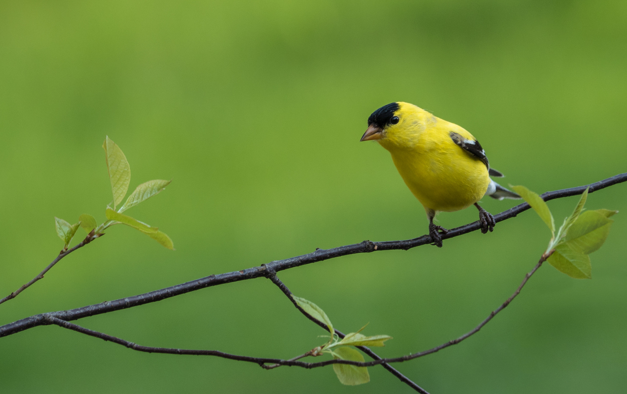 Panasonic Lumix DMC-GH4 sample photo. Chardonneret jaune  /  american goldfinch photography