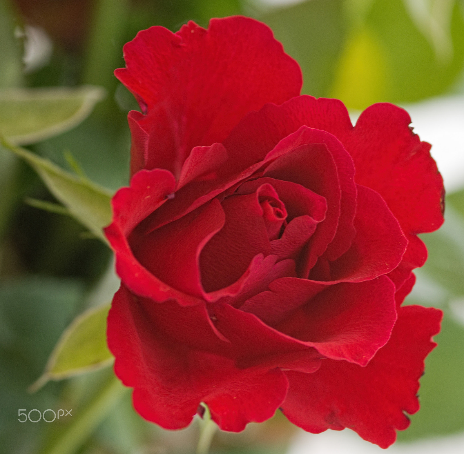 Sony SLT-A77 + Sigma 30mm F1.4 EX DC HSM sample photo. A red rose photography