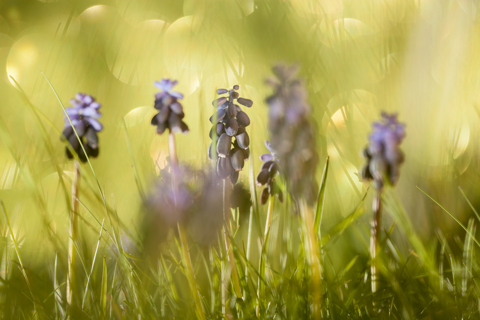 Sigma 150mm f/2.8 EX DG OS HSM APO Macro sample photo. Muscari neglectum photography