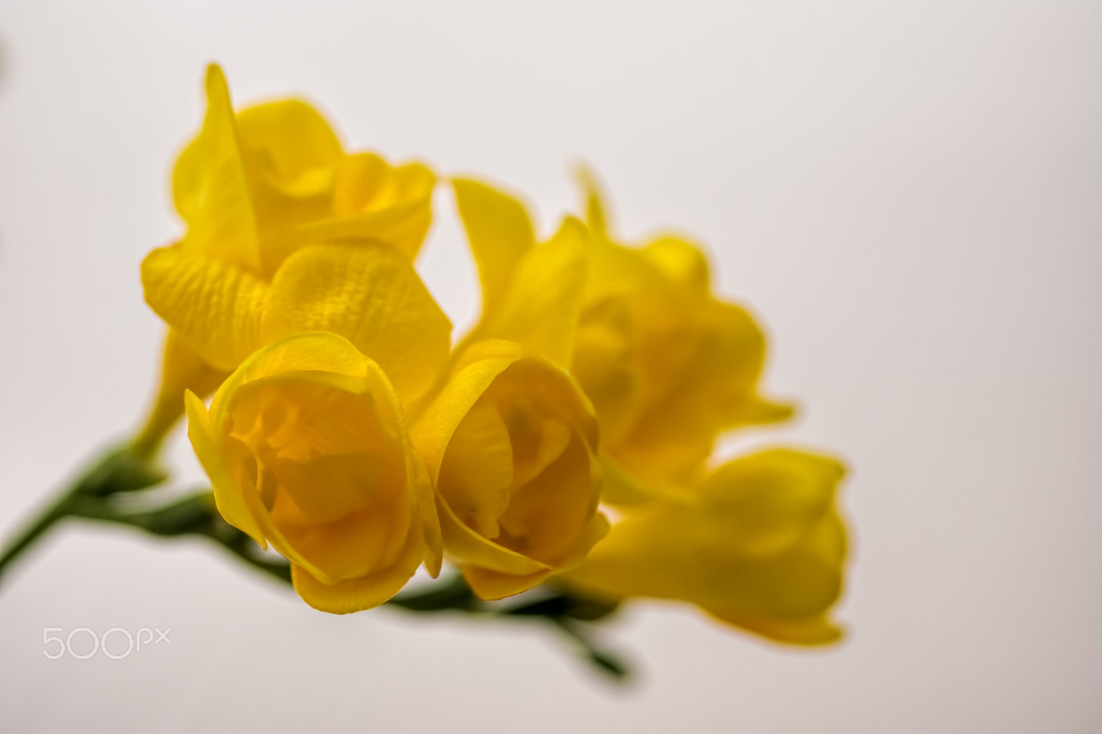 Sony SLT-A77 + Sigma 30mm F1.4 EX DC HSM sample photo. Yellow freesias, white background photography