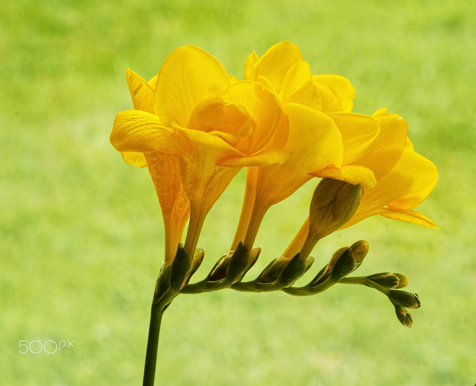 Sony SLT-A77 + Sigma 30mm F1.4 EX DC HSM sample photo. Yellow freesias, green background photography