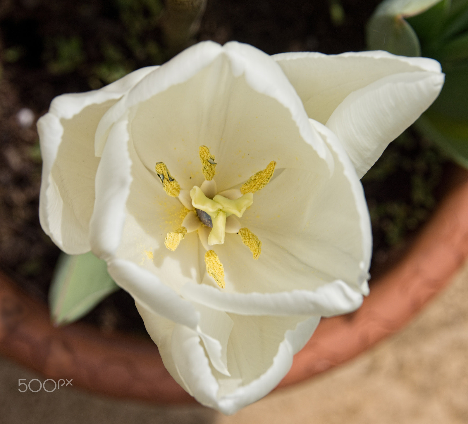 Tamron 18-270mm F3.5-6.3 Di II PZD sample photo. A white tulip 2 photography