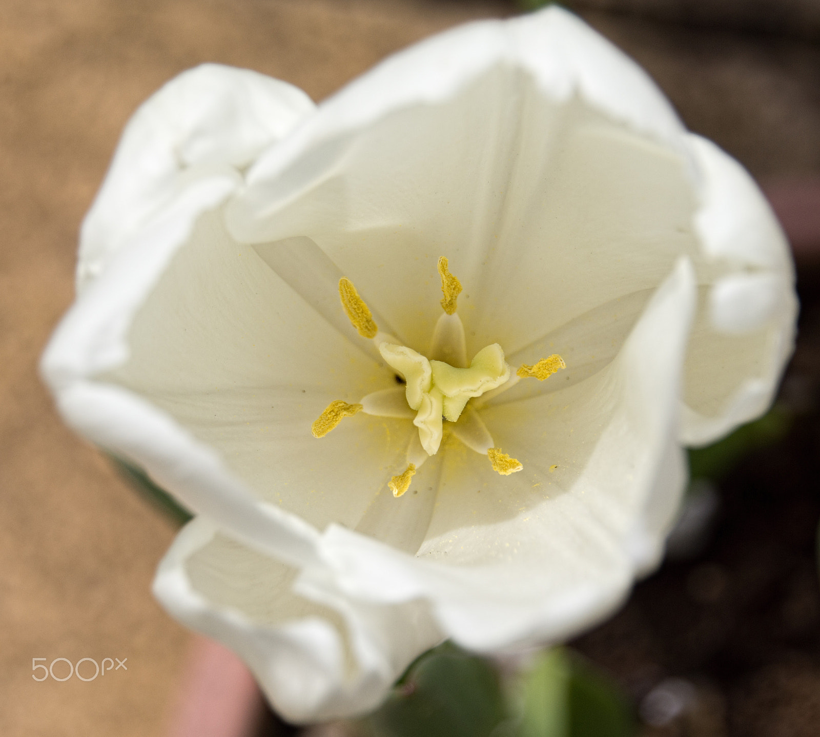 Tamron 18-270mm F3.5-6.3 Di II PZD sample photo. A white tulip 1 photography