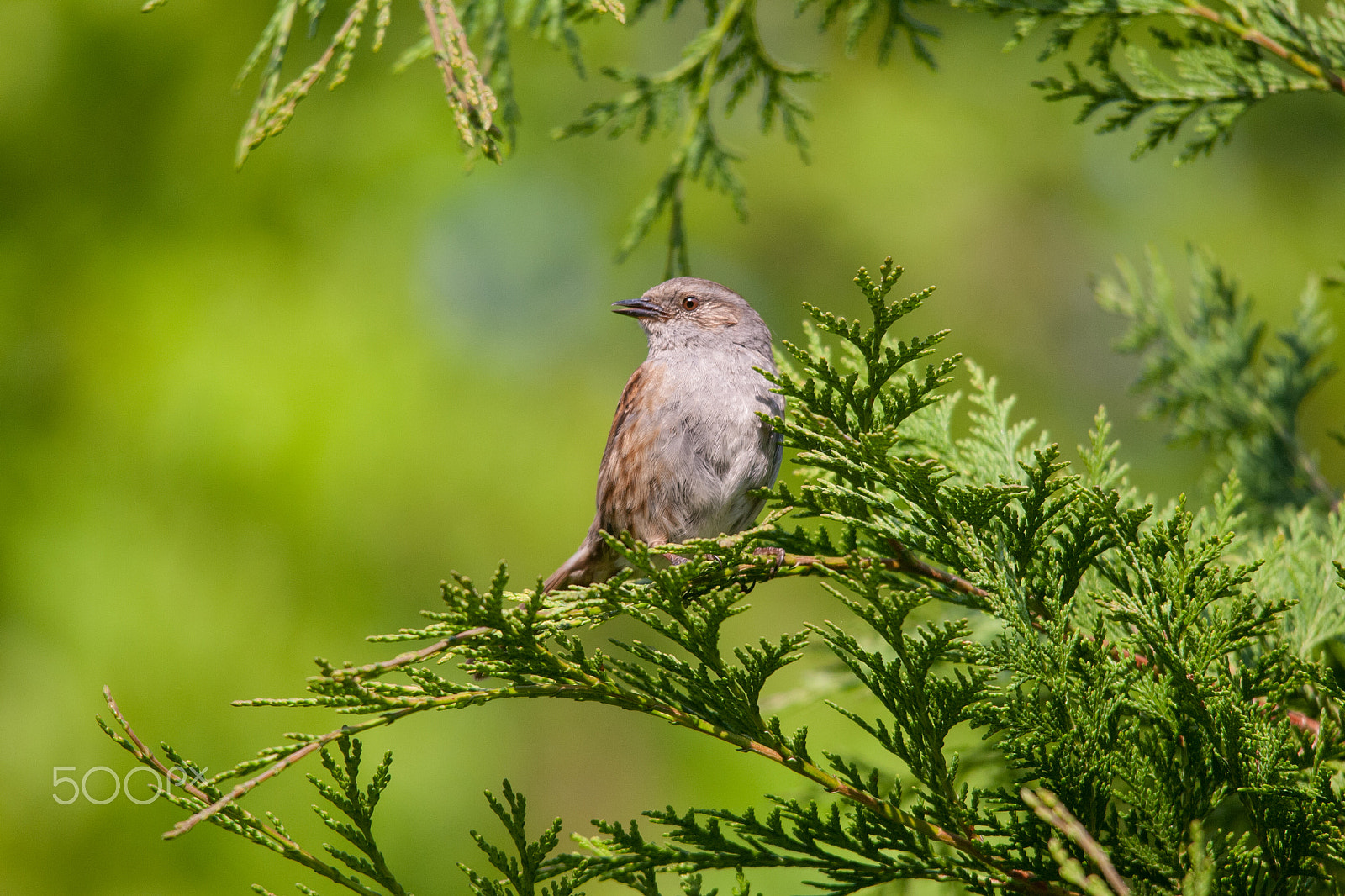 Sigma 150-500mm F5-6.3 DG OS HSM sample photo. Dunnock photography