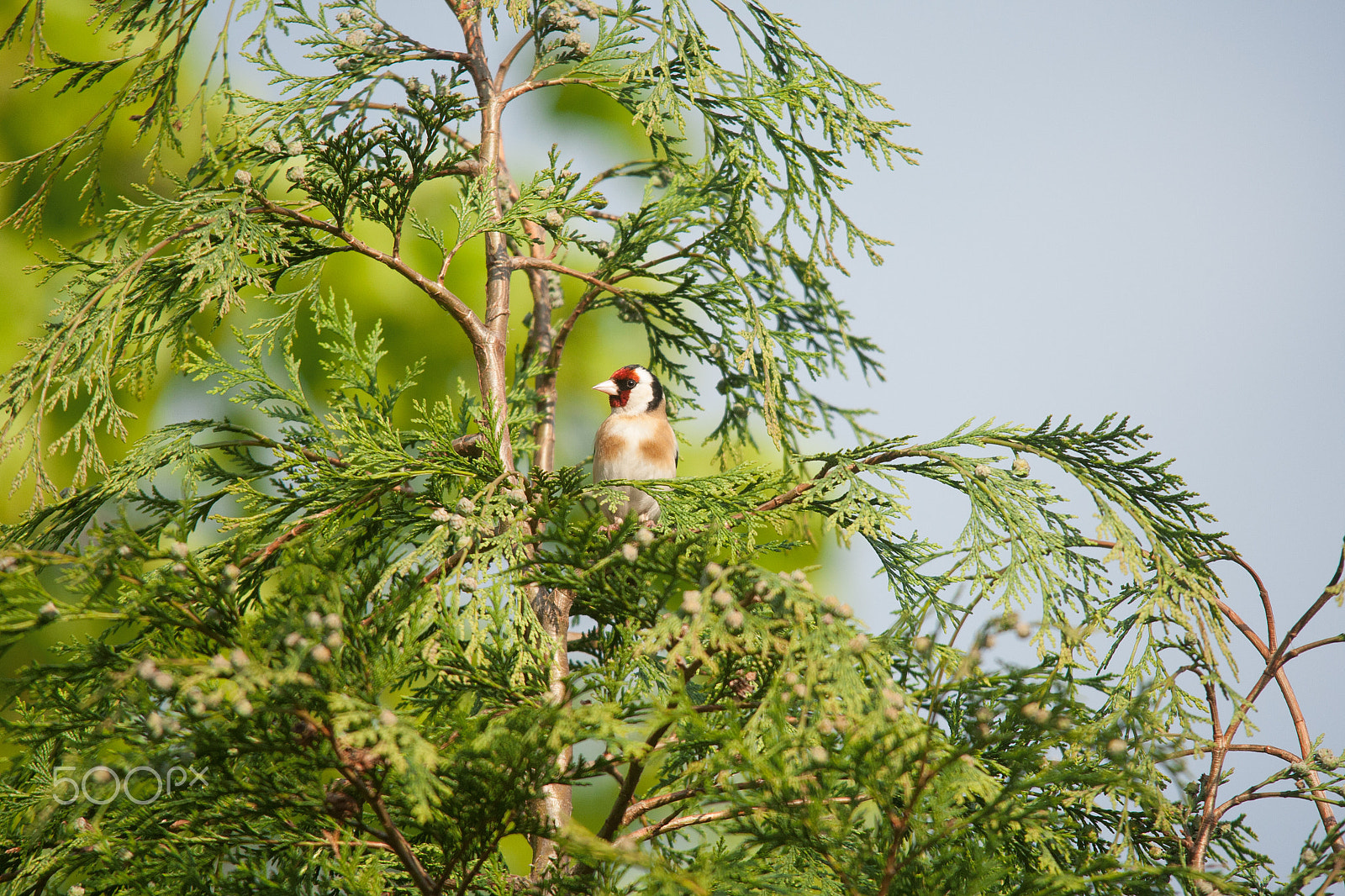 Canon EOS-1D Mark III + Sigma 150-500mm F5-6.3 DG OS HSM sample photo. Goldfinch photography