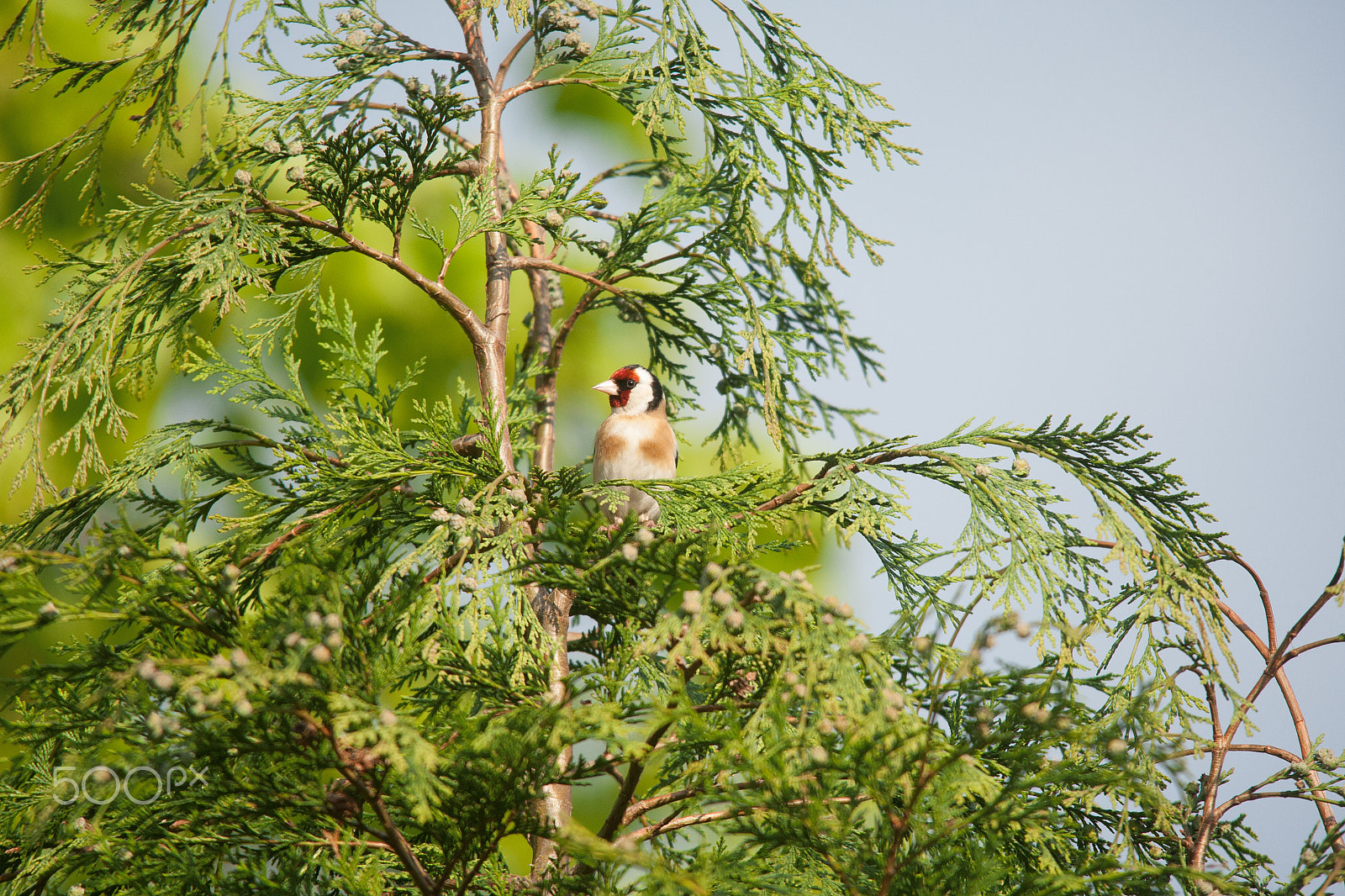 Sigma 150-500mm F5-6.3 DG OS HSM sample photo. Goldfinch photography