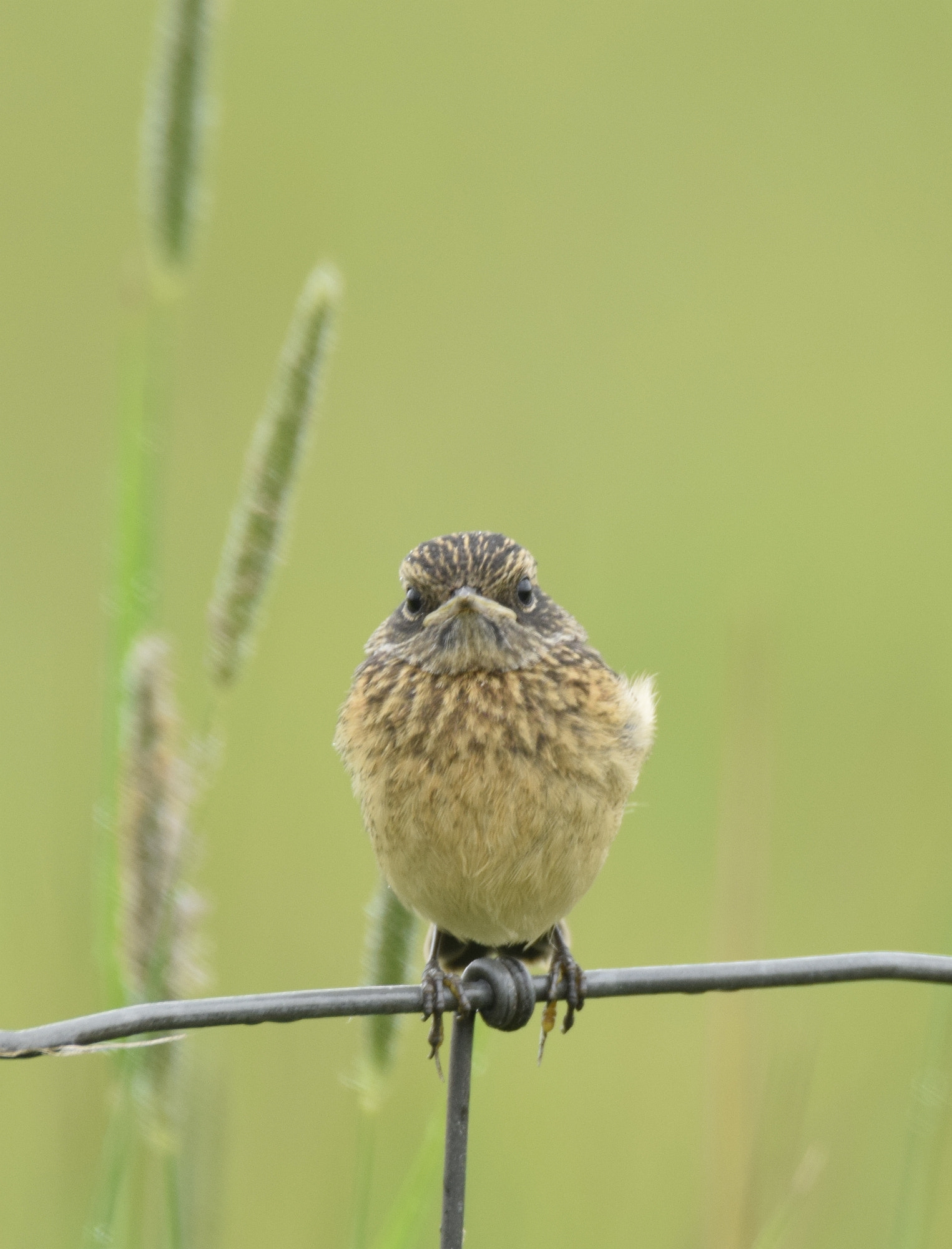 Sigma 150-600mm F5-6.3 DG OS HSM | C sample photo