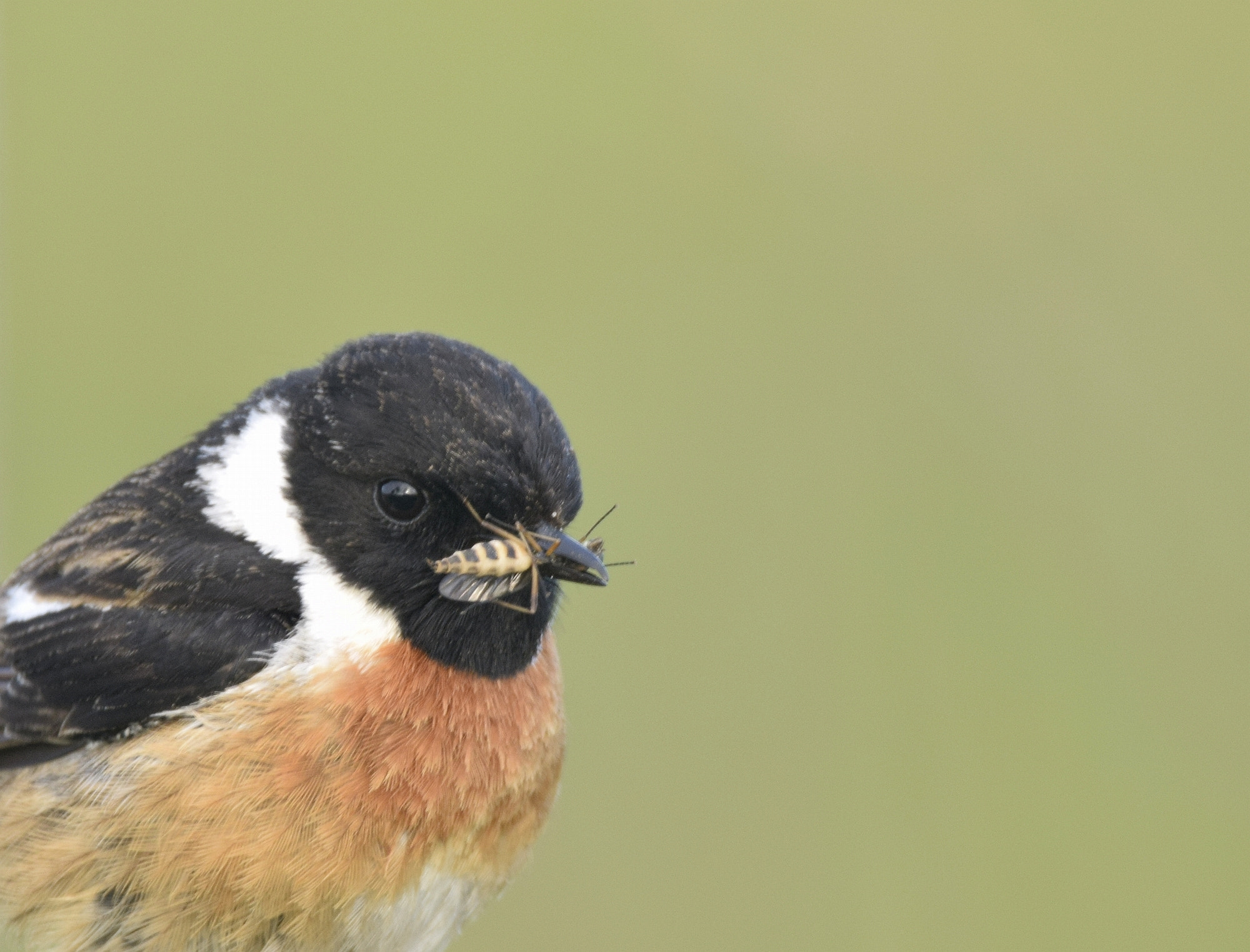 Sigma 150-600mm F5-6.3 DG OS HSM | C sample photo