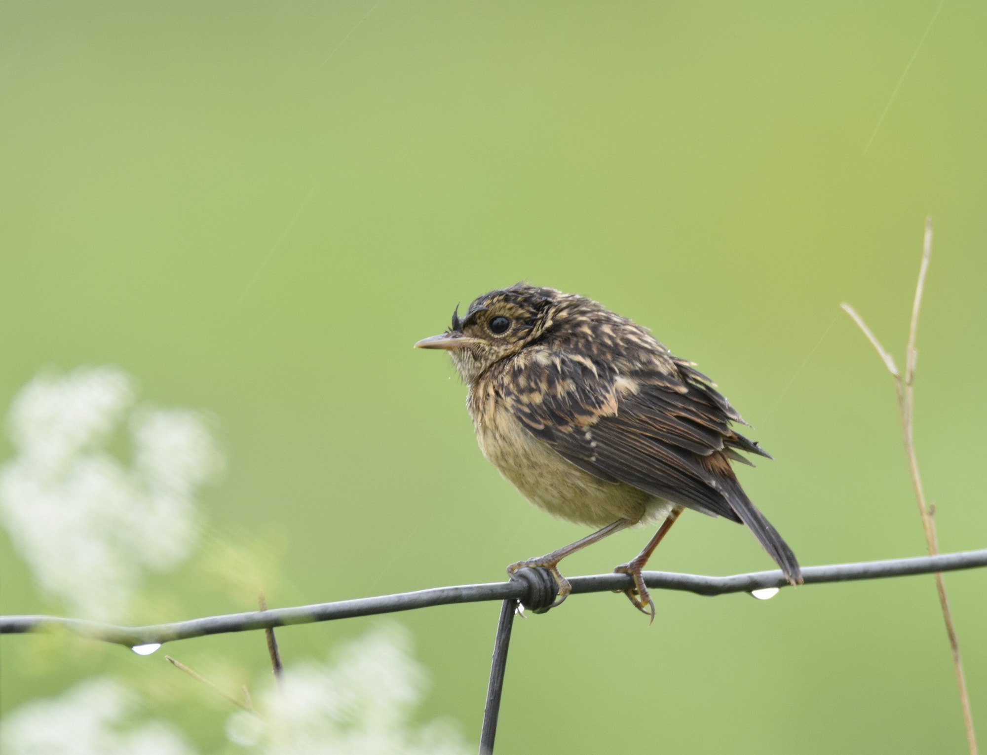 Sigma 150-600mm F5-6.3 DG OS HSM | C sample photo. Wet.... photography