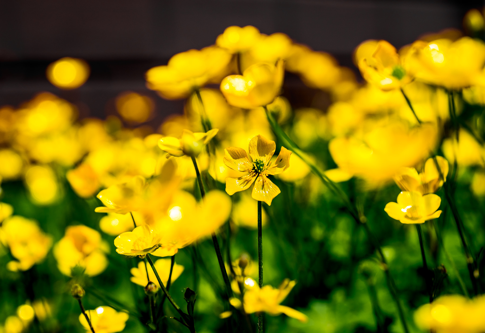 Sony a7 + Canon EF 100mm F2.8L Macro IS USM sample photo. Sunshine. photography