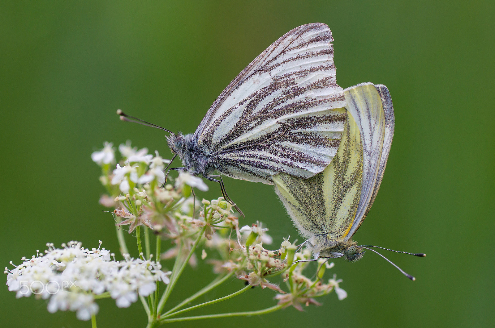 Sony SLT-A57 + Tamron SP AF 90mm F2.8 Di Macro sample photo. Pieris napi couple photography