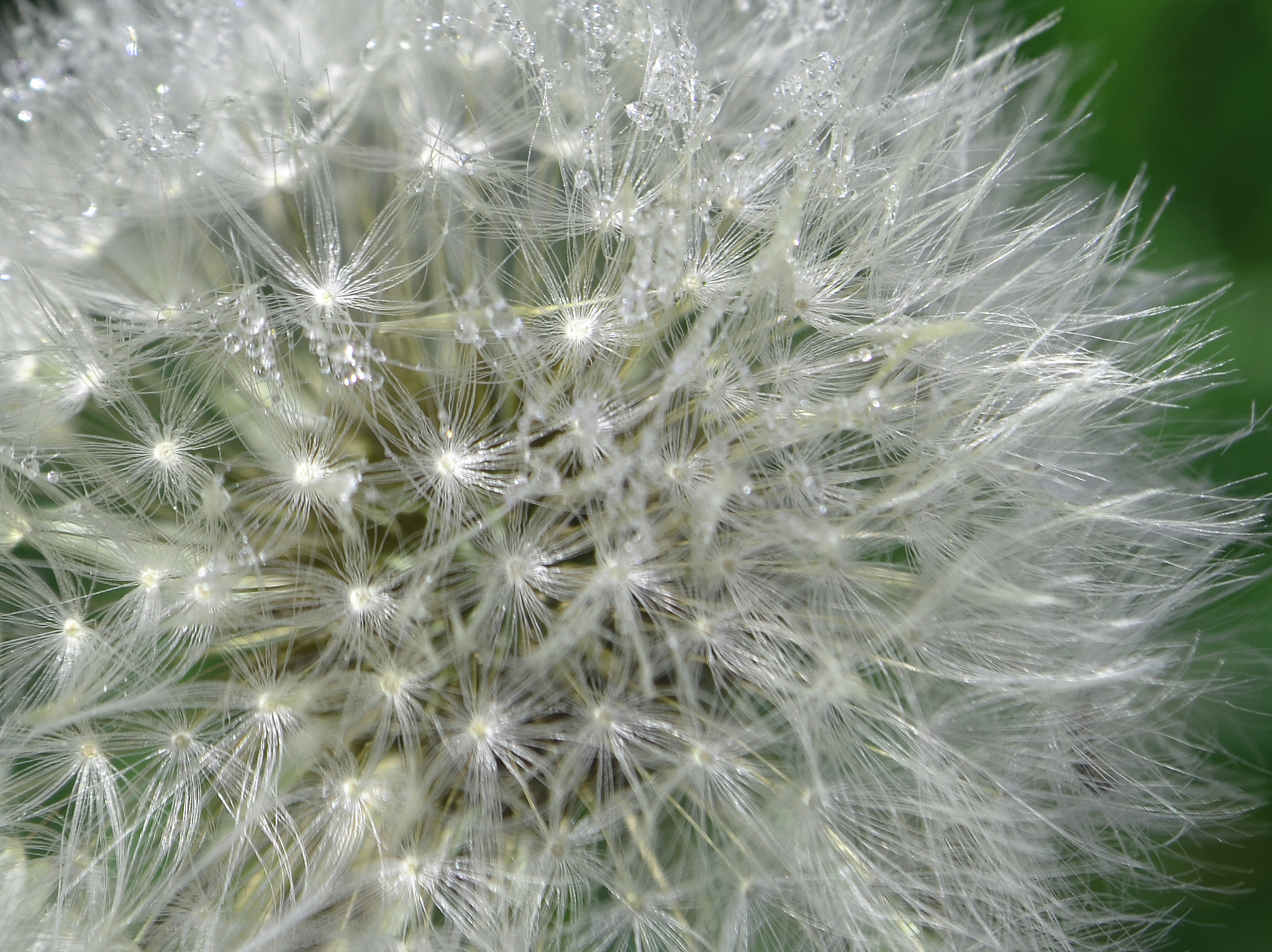 AF Zoom-Nikkor 35-70mm f/3.3-4.5 N sample photo. Silver dew photography