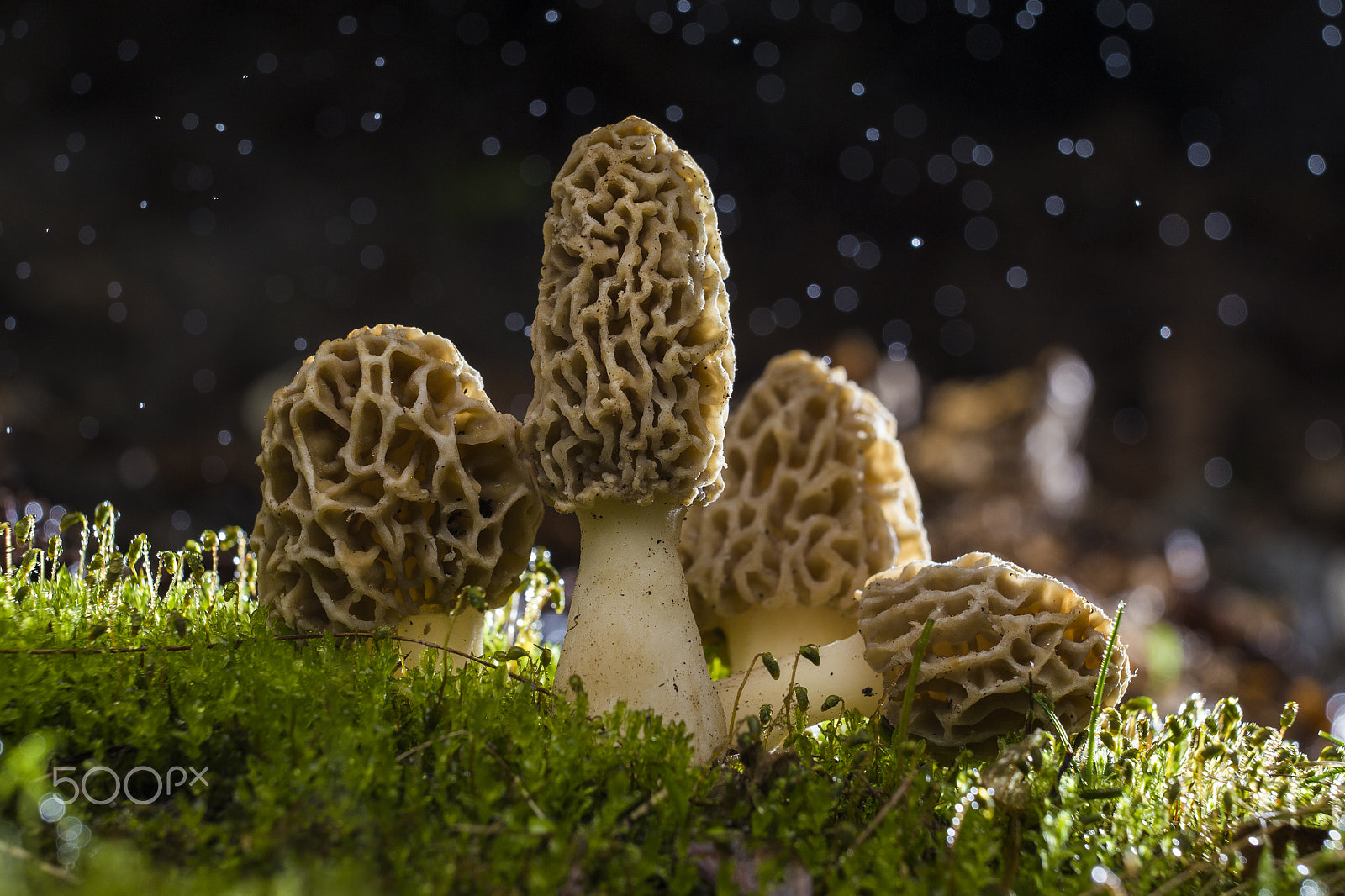 Sigma 150mm f/2.8 EX DG OS HSM APO Macro sample photo. Magic morels photography