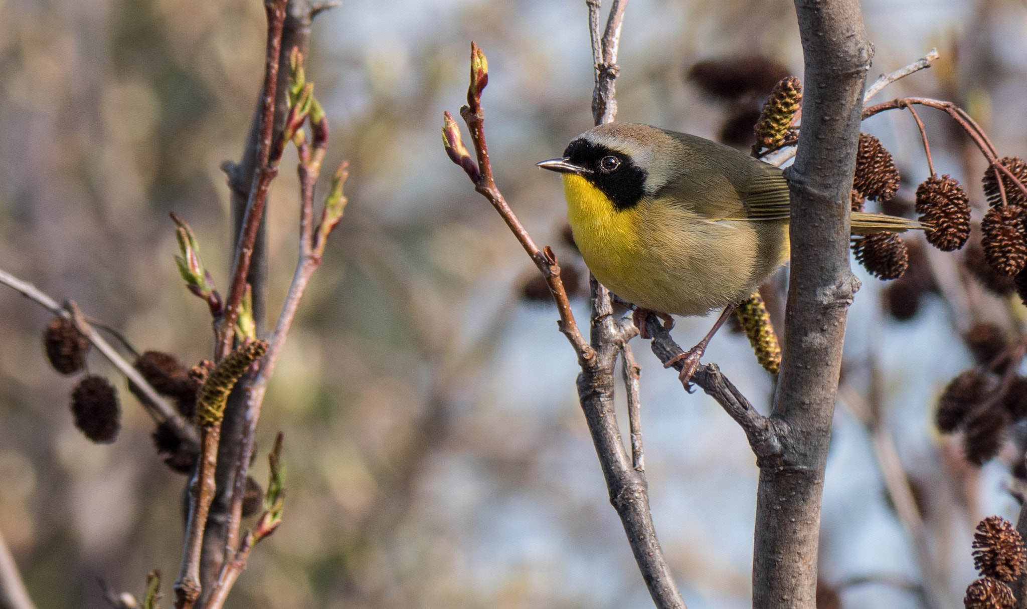 Panasonic Lumix DMC-GH4 sample photo. Paruline masquée  /  common yellowthroat photography