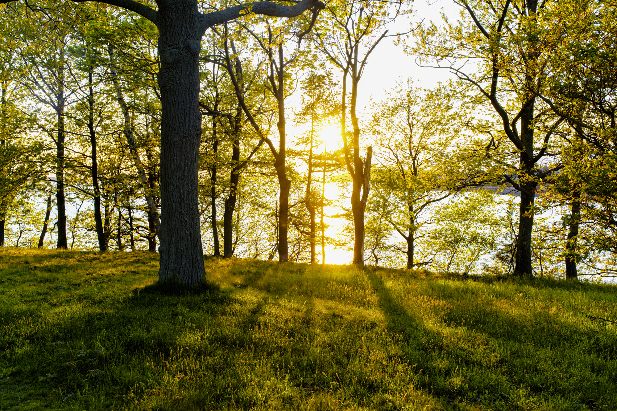 Sony a7R II + Canon EF 24-70mm F4L IS USM sample photo. Spring light rays photography