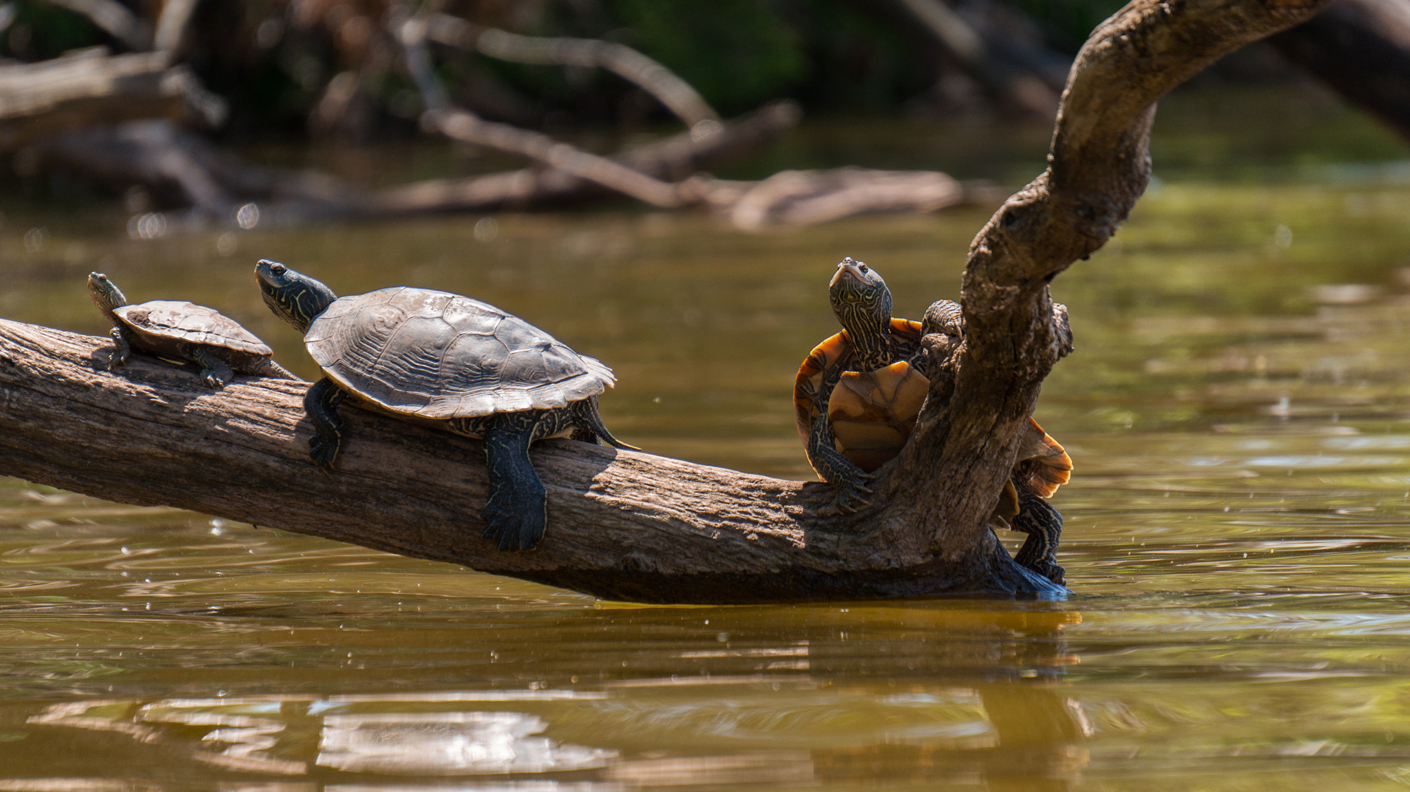 Sony Alpha NEX-3N + Sony E 55-210mm F4.5-6.3 OSS sample photo. 3 little turtles photography