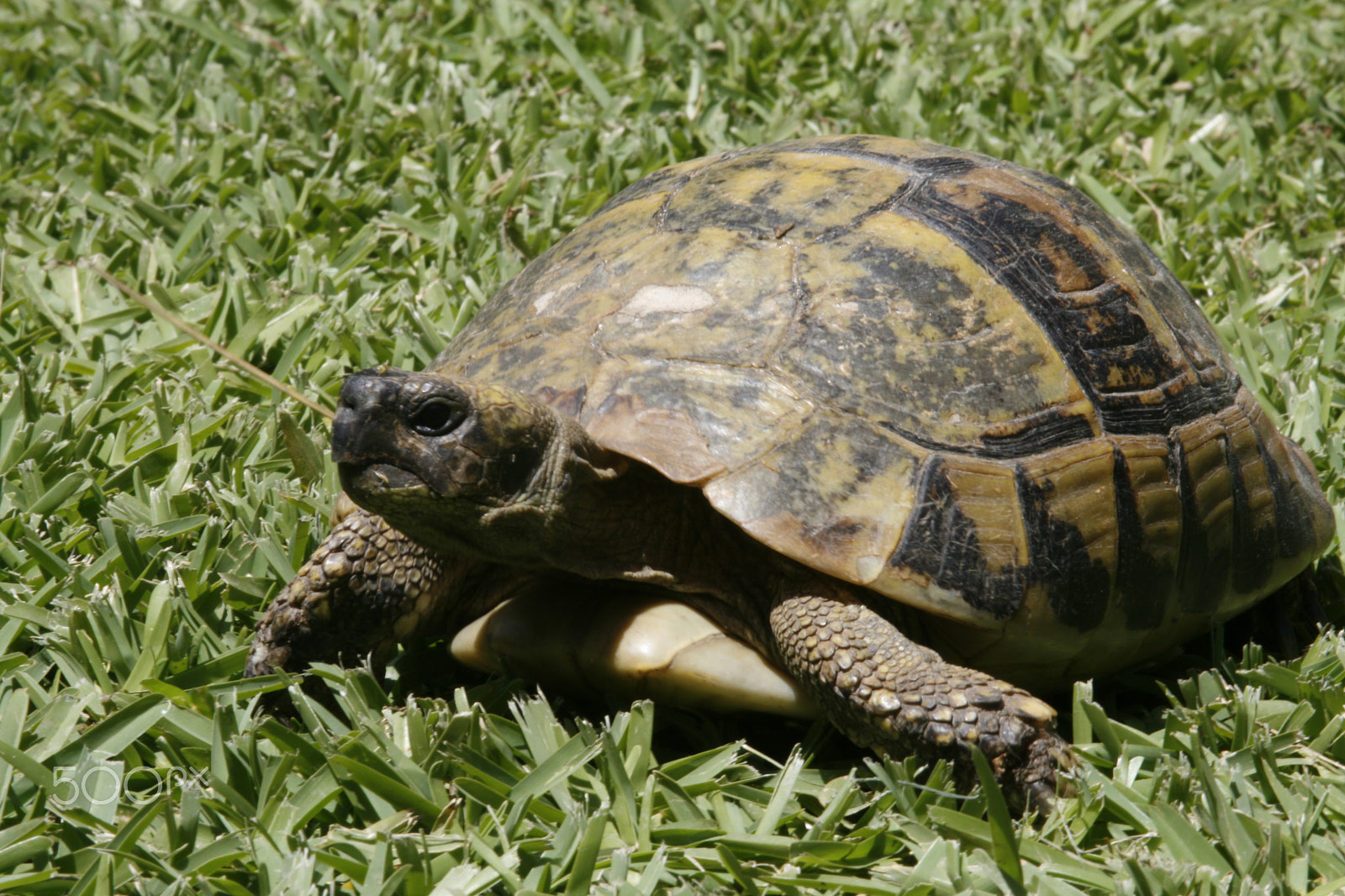 Canon EOS 400D (EOS Digital Rebel XTi / EOS Kiss Digital X) sample photo. Turtle day may 27 photography
