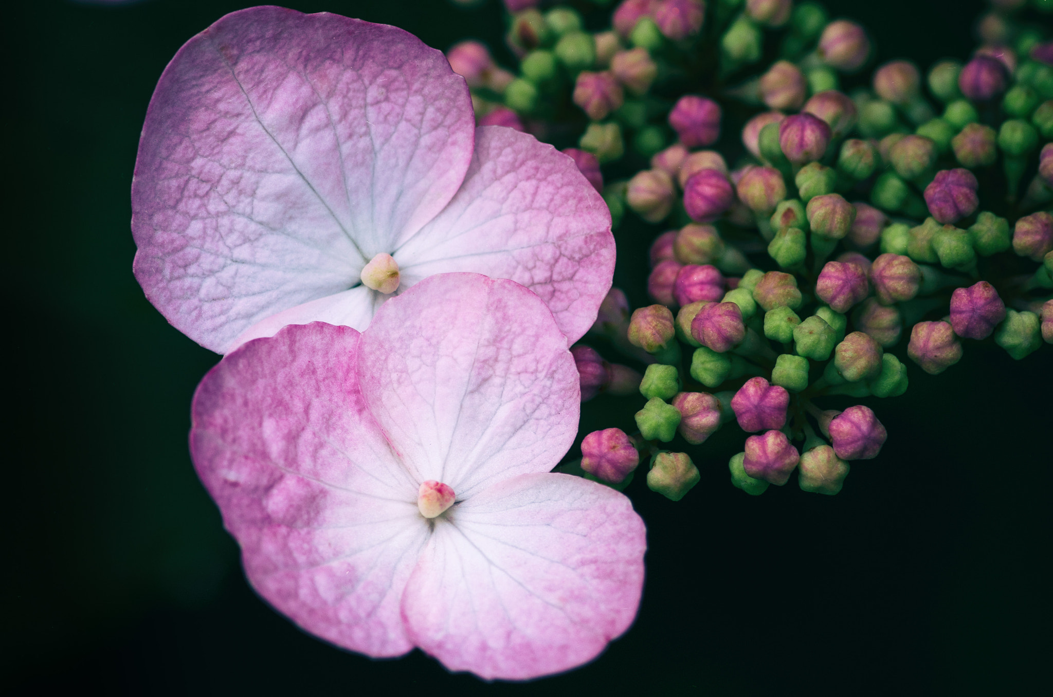 Pentax smc D-FA 100mm F2.8 Macro WR sample photo. Two of hundreds photography