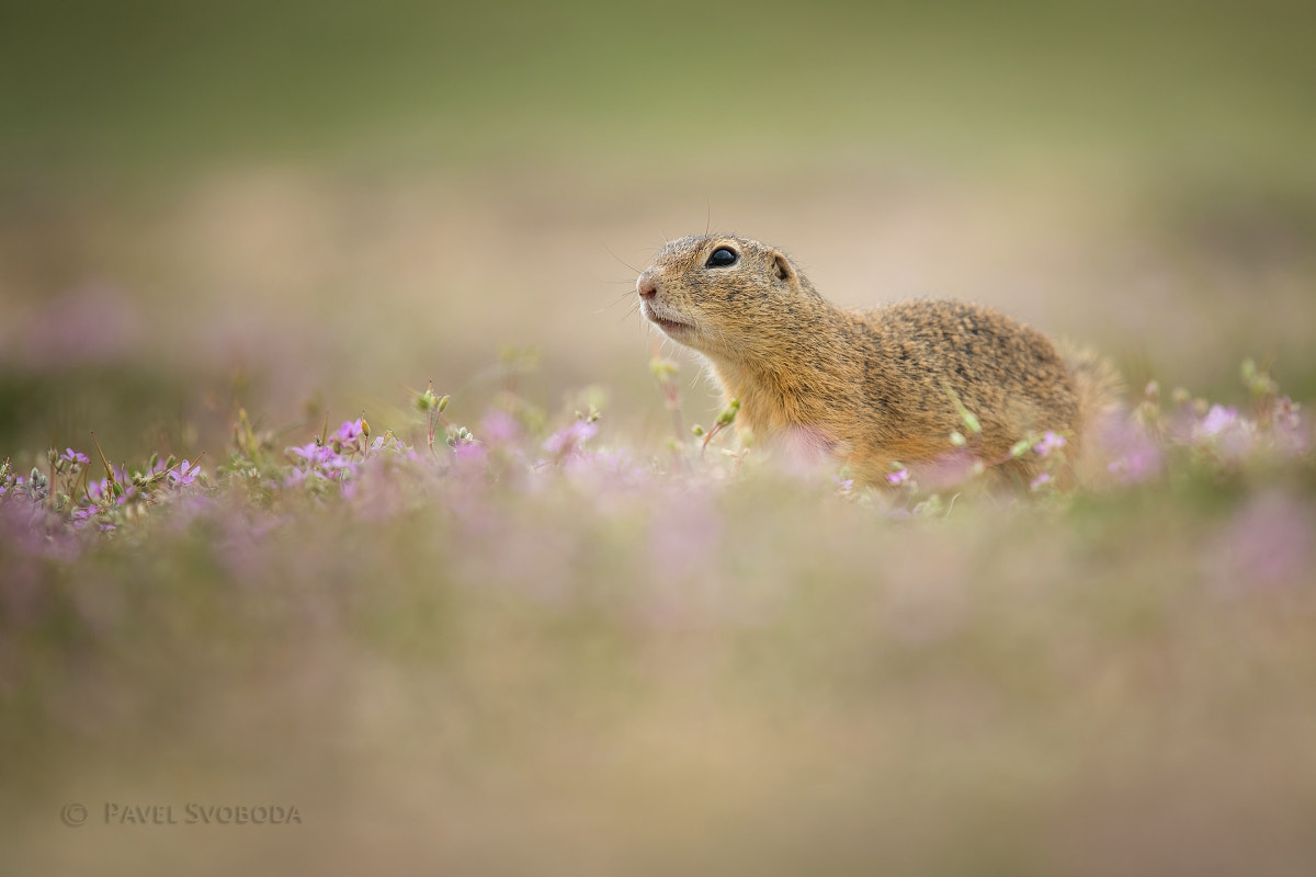 Nikon Nikkor AF-S 300mm F4E PF ED VR sample photo. Ground squirrel photography