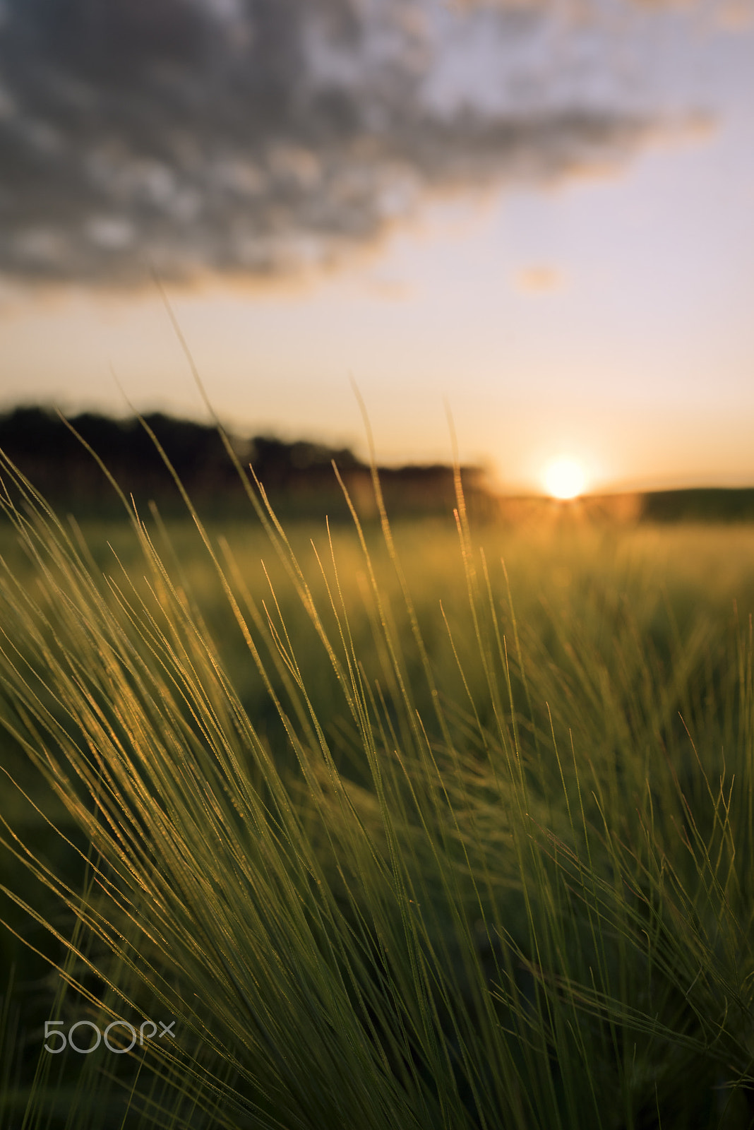 Sony a7R + Sony Distagon T* FE 35mm F1.4 ZA sample photo. Golden wheat photography