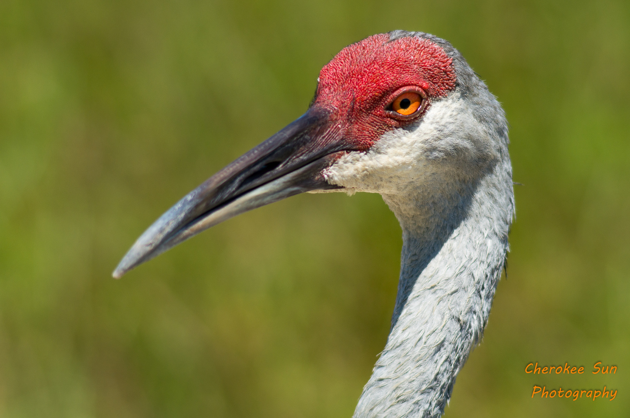 Tamron 200-400mm F5.6 LD sample photo. Sandhill crane close-up photography