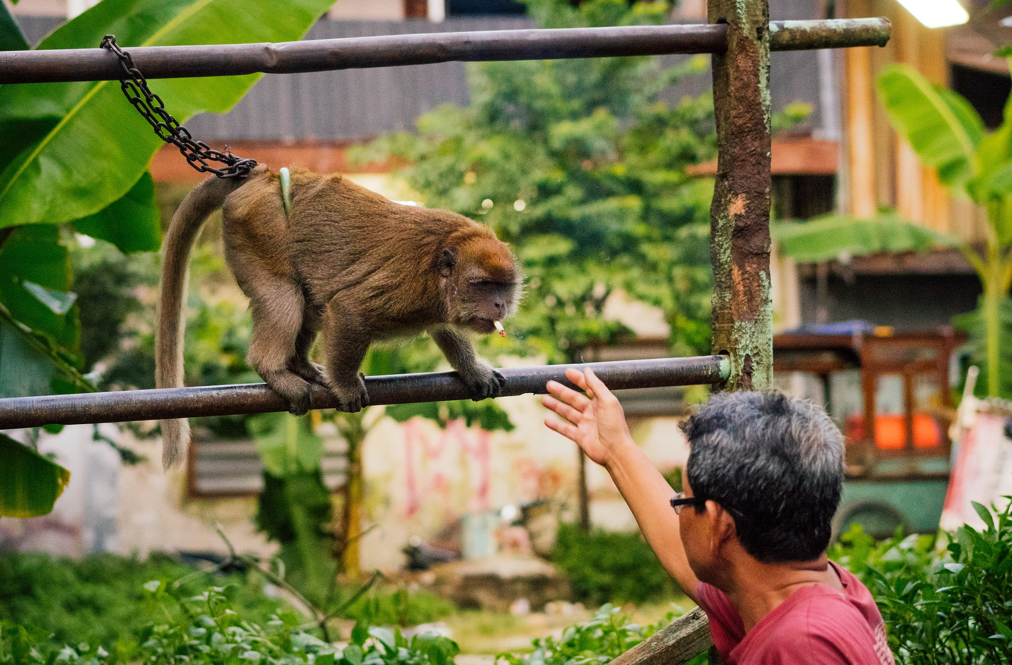 Sony a6300 + Sony Sonnar T* FE 55mm F1.8 ZA sample photo. Smokin' monkey photography