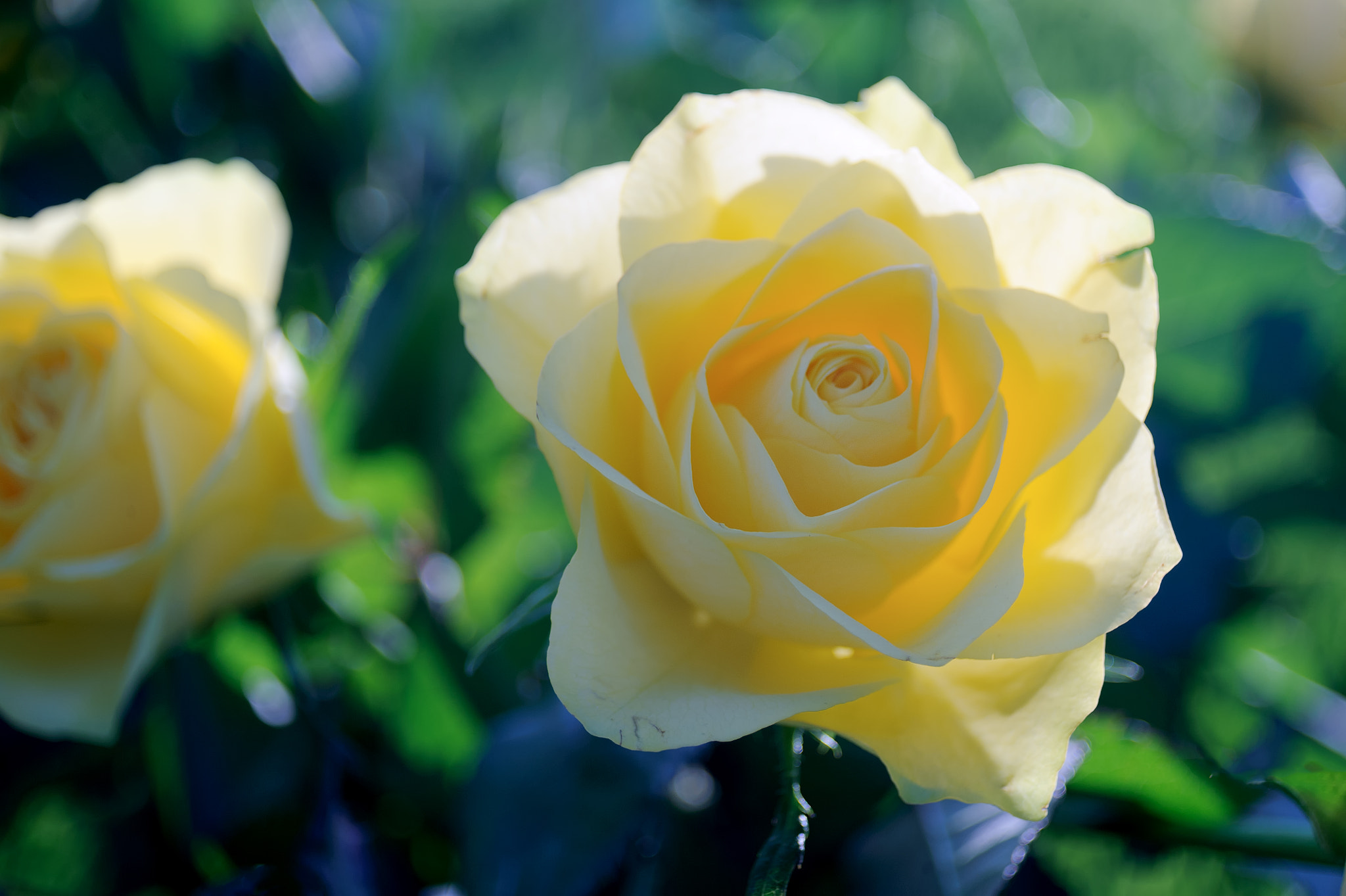 AF Zoom-Nikkor 28-80mm f/3.3-5.6G sample photo. Yellow rose photography