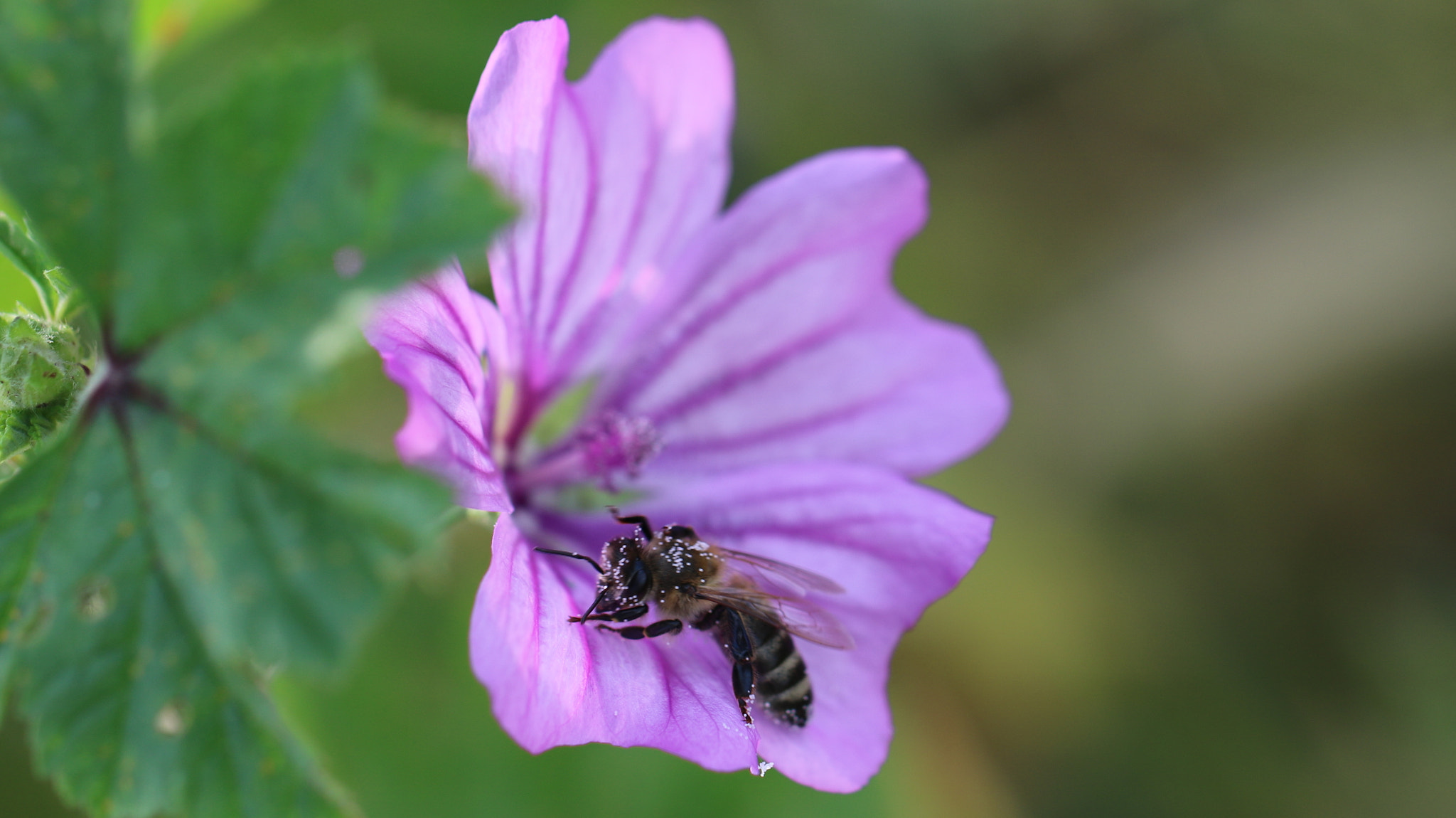 Canon EOS 750D (EOS Rebel T6i / EOS Kiss X8i) + Canon EF 100mm F2.8L Macro IS USM sample photo. Macro photography