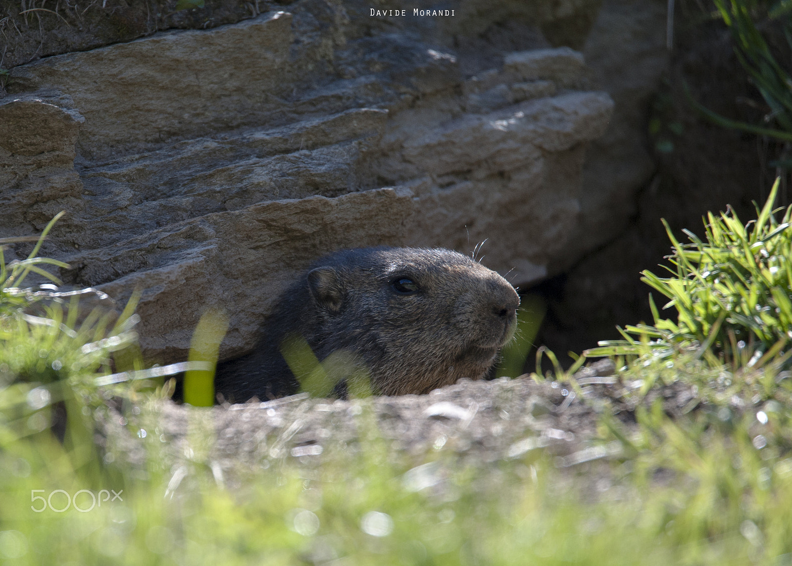 Nikon D3 sample photo. I don't make swiss chocholate photography